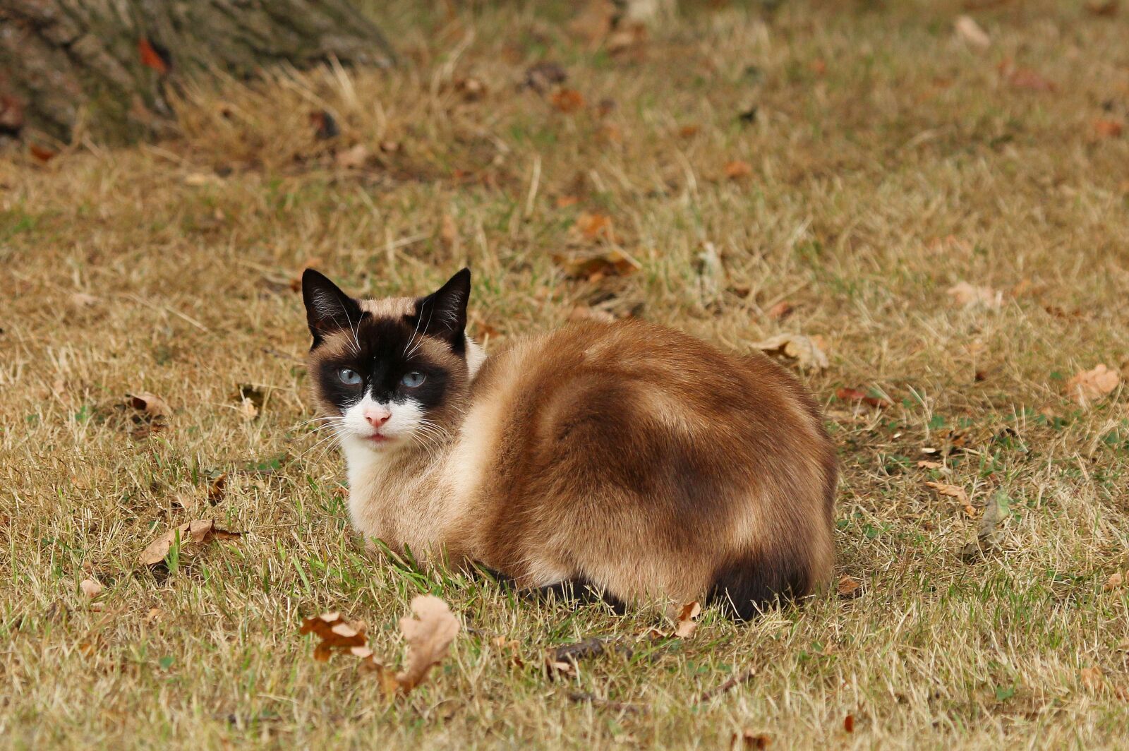 Canon EOS 60D sample photo. Cat, animal, nature photography