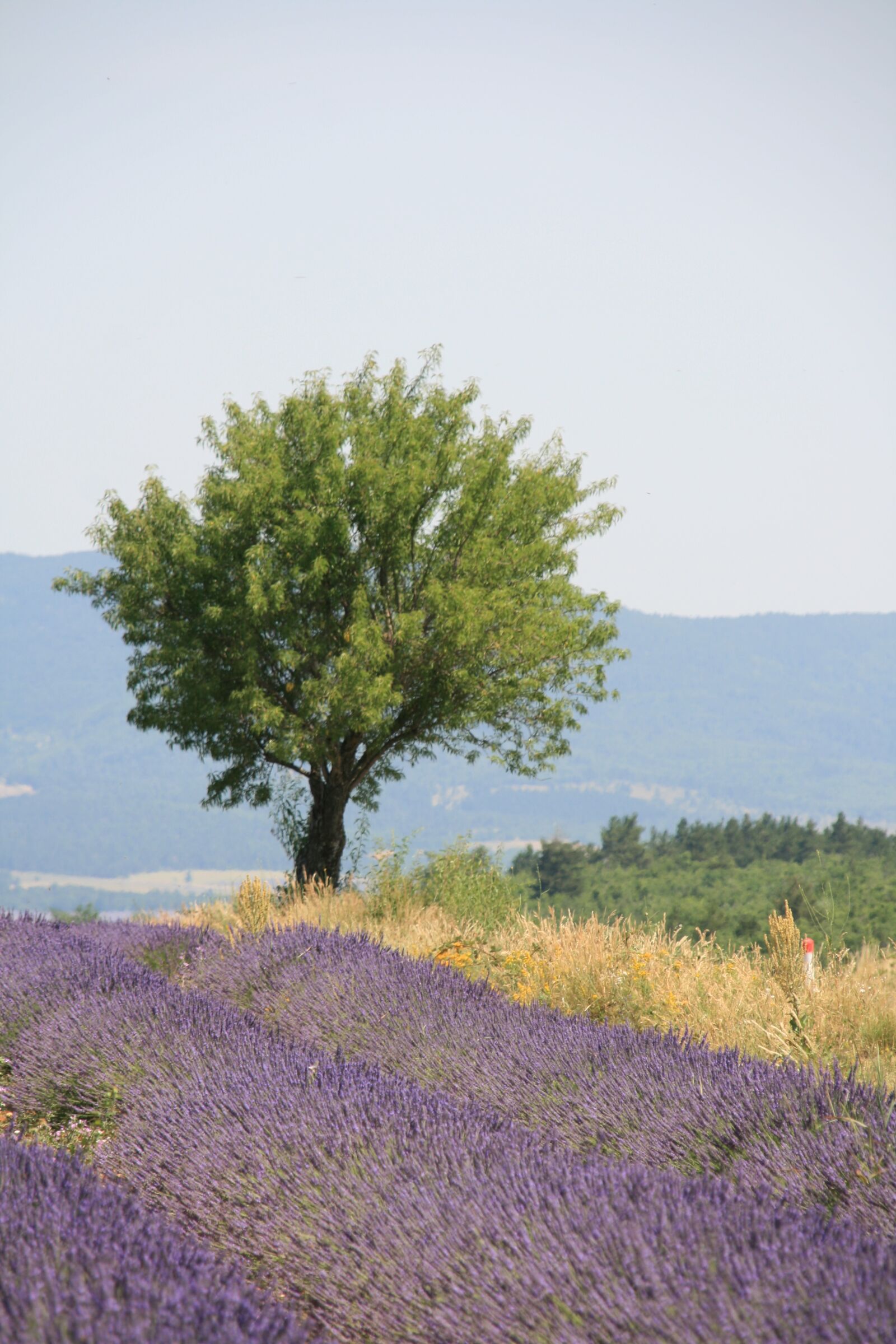 Canon EOS 400D (EOS Digital Rebel XTi / EOS Kiss Digital X) sample photo. Provence, summer, lavender blossom photography