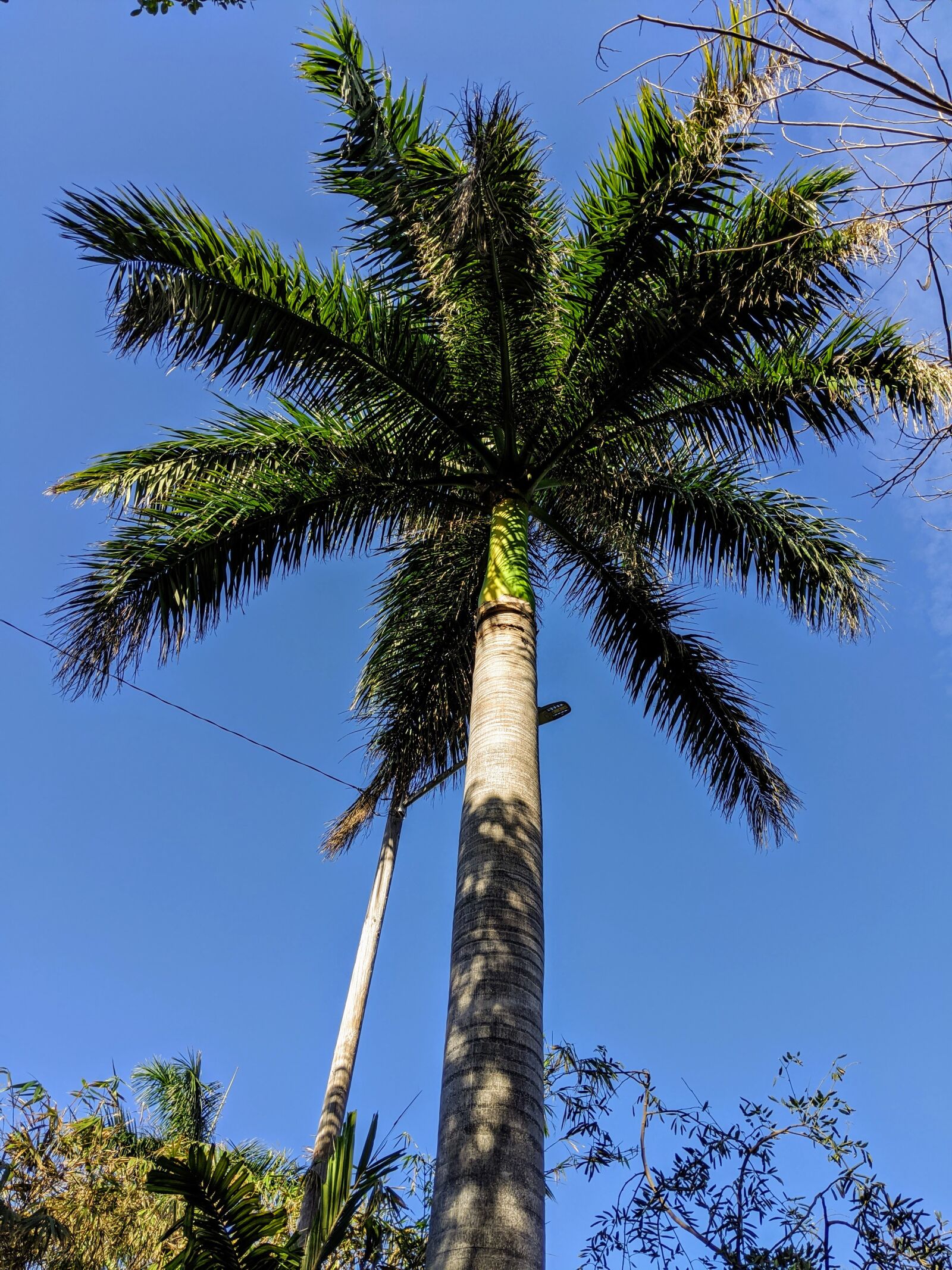 Google Pixel 3a sample photo. Key west, palm tree photography