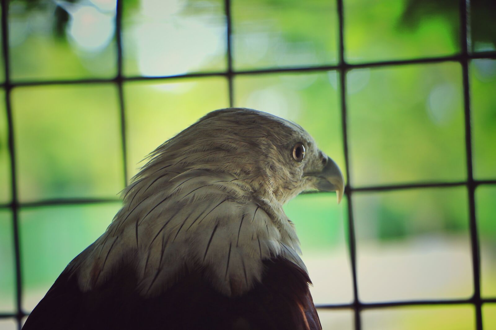 Canon EOS 70D sample photo. Eagle, hunter, dangere photography