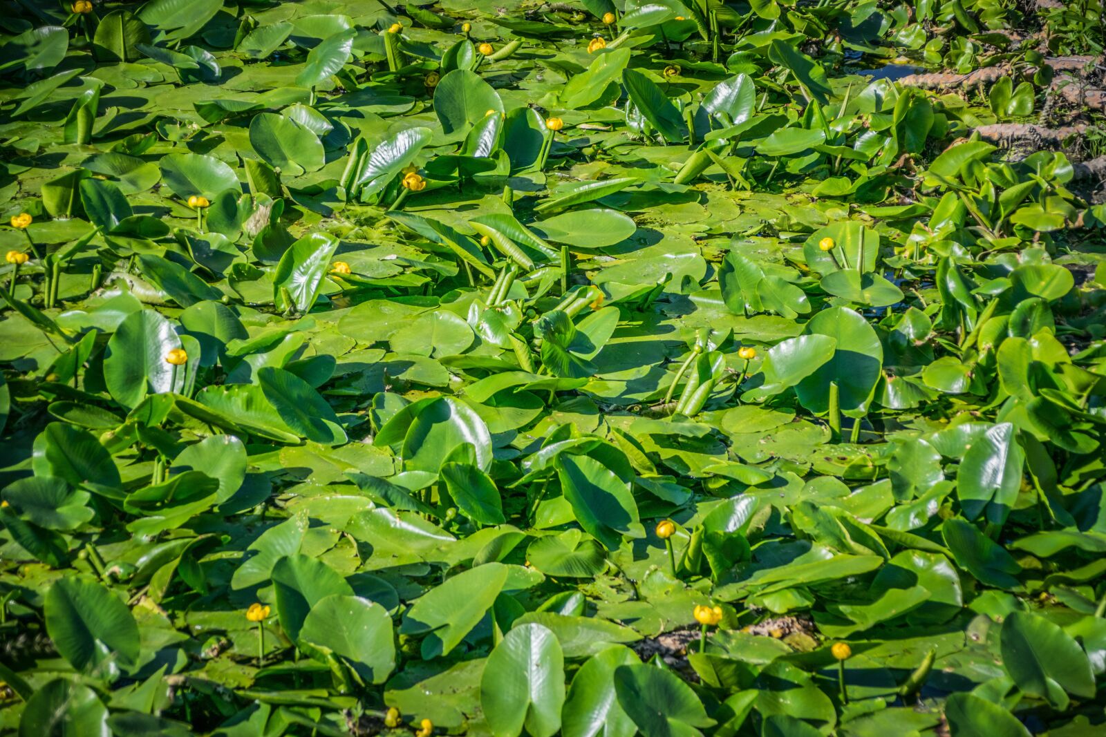 Nikon D5300 sample photo. Leknin, green, water photography
