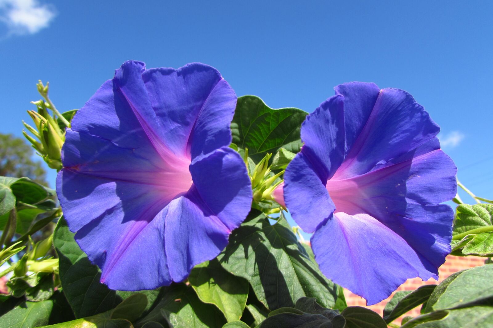 Canon PowerShot SX510 HS sample photo. Blue, flowers, flora photography