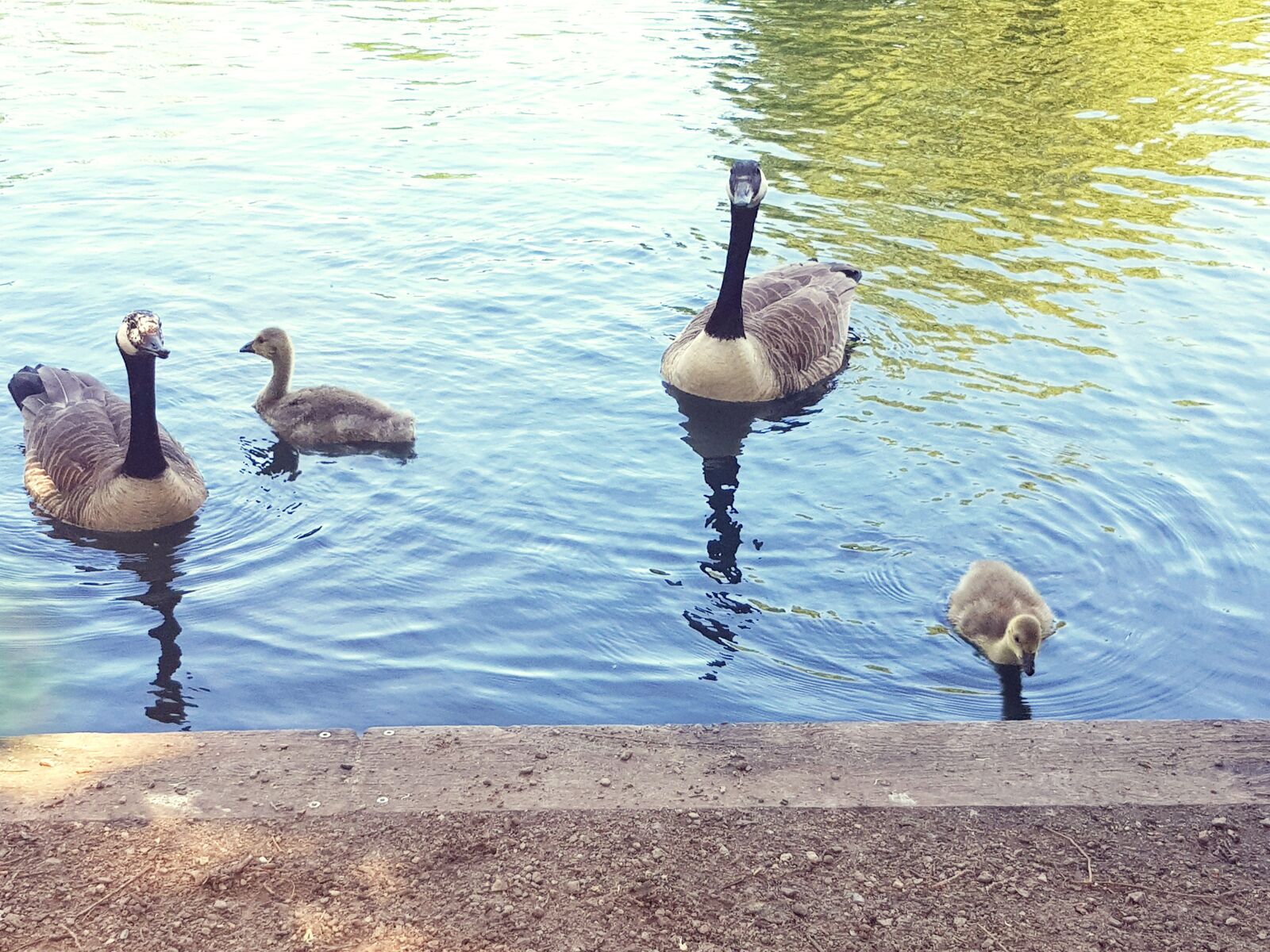 Samsung Galaxy S8 sample photo. Canada geese, geese, chicks photography