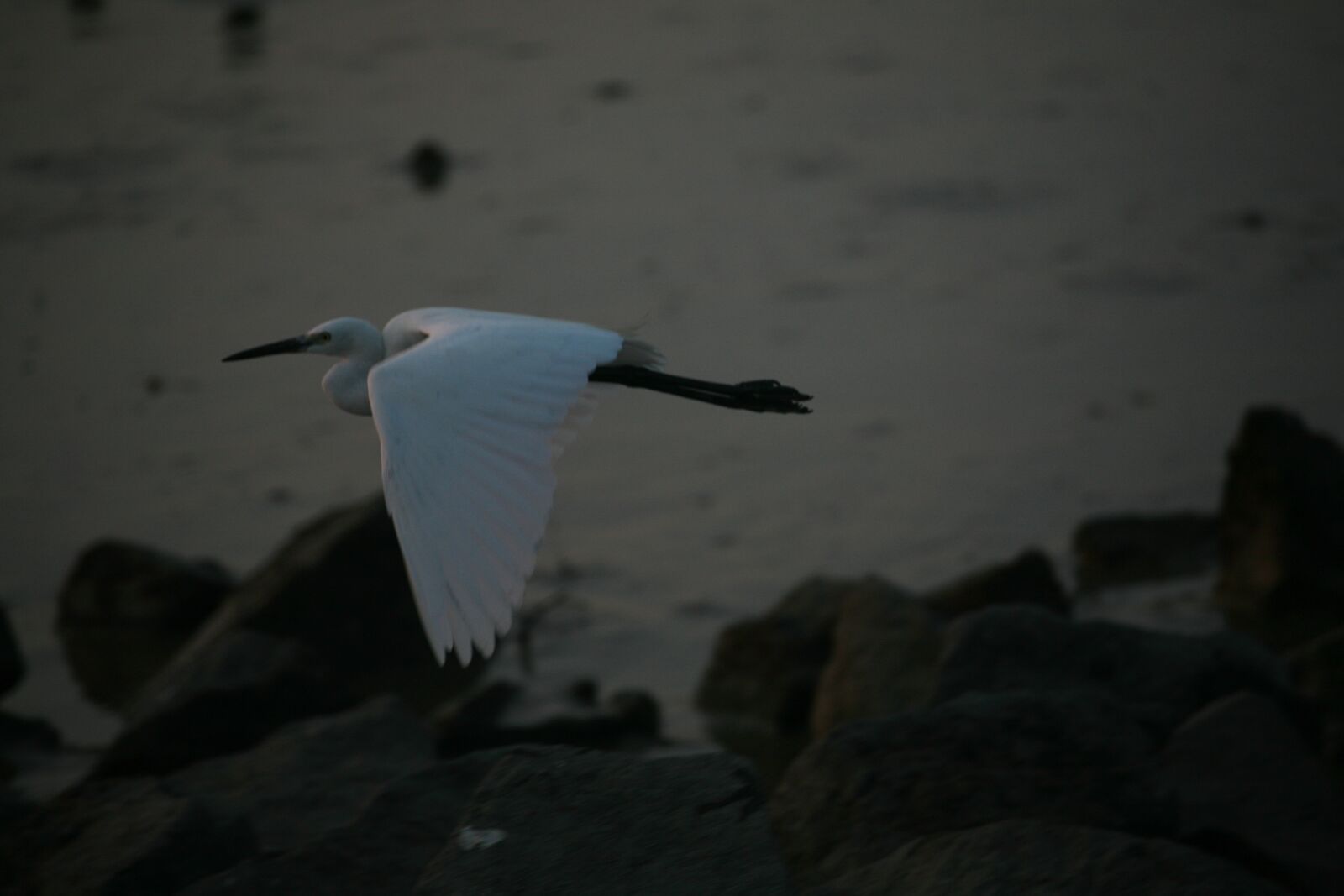 Canon EOS 5D sample photo. Shenzhen, bird, sea photography