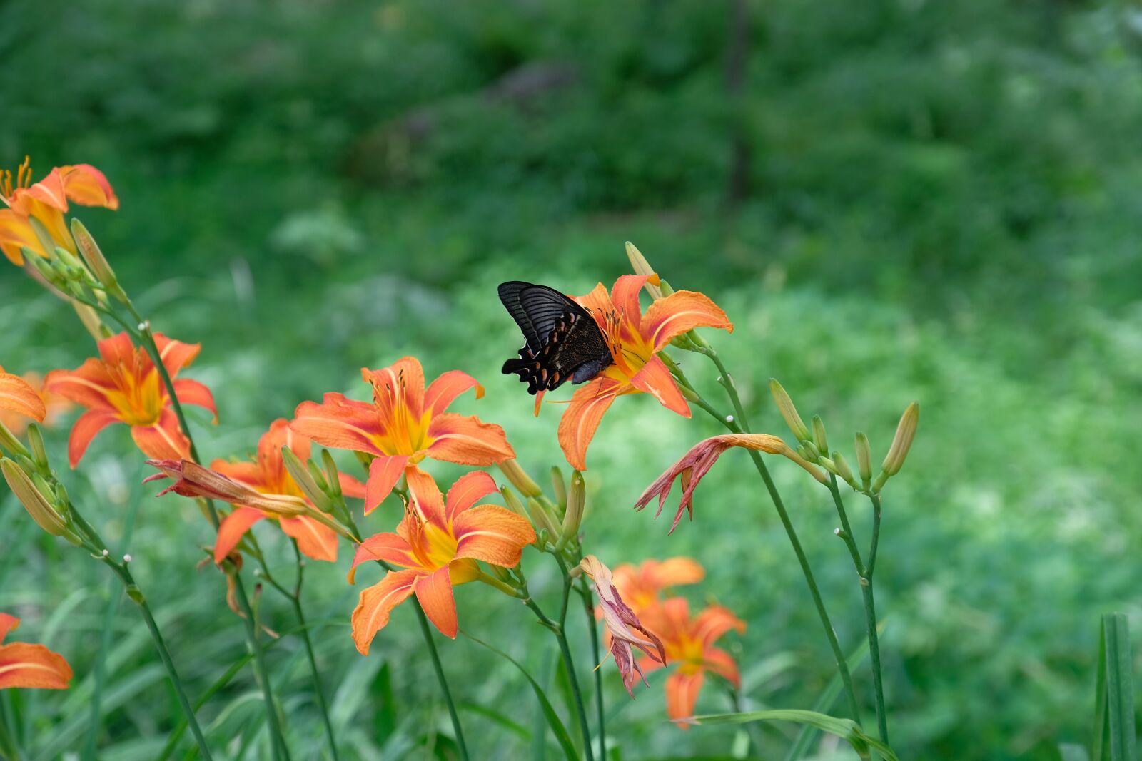 Fujifilm XF 16-55mm F2.8 R LM WR sample photo. Butterfly, insect, flower photography