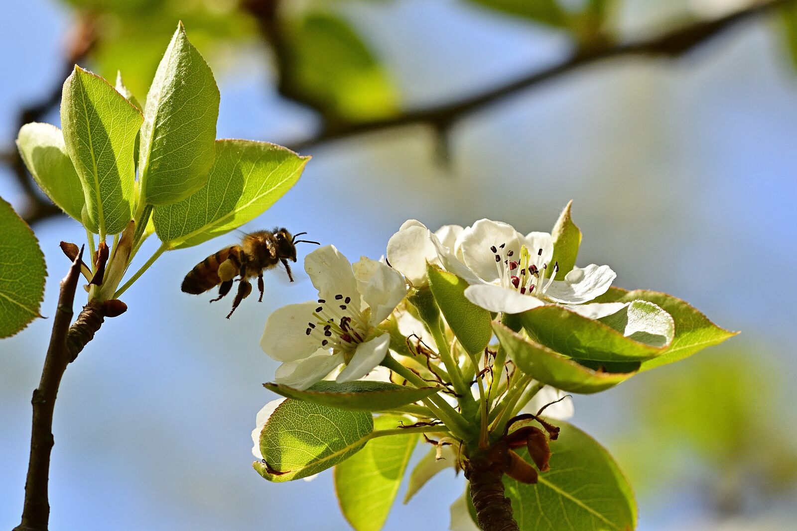 Nikon D5200 sample photo. Garden, honey bee, insect photography