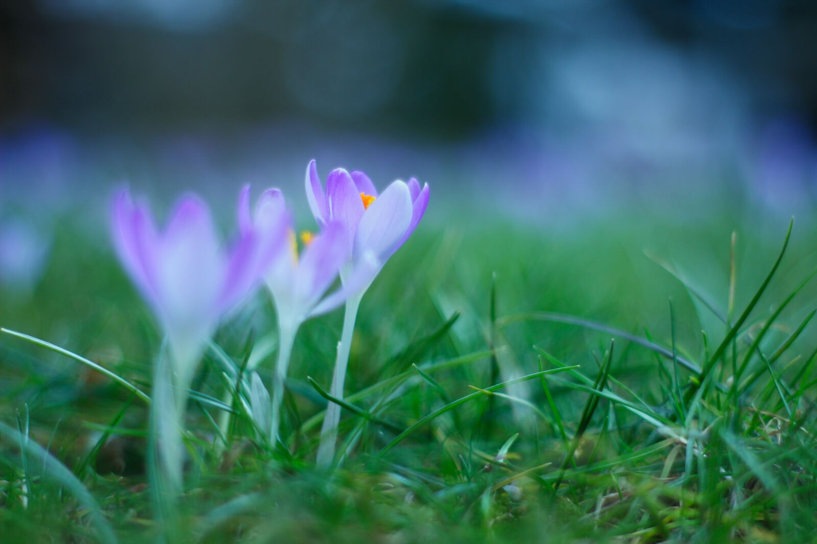 Canon EOS 600D (Rebel EOS T3i / EOS Kiss X5) sample photo. Crocus, easter, osterblumen photography