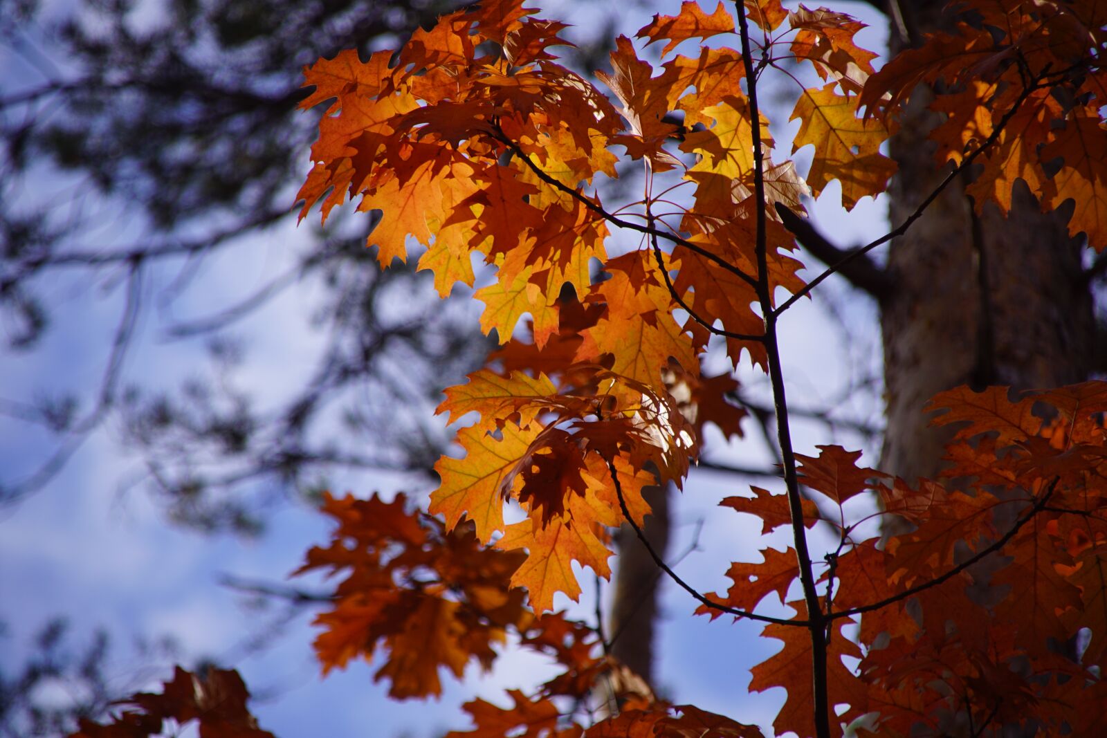 Sony DT 18-200mm F3.5-6.3 sample photo. Autumn, forest, nature photography
