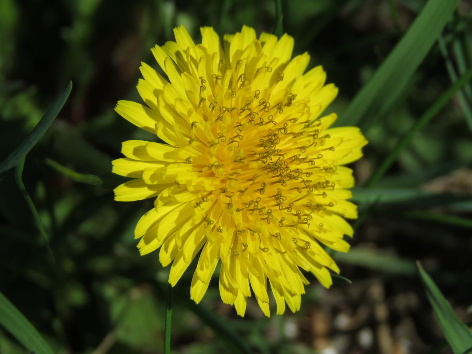 Canon PowerShot SX60 HS sample photo. Dandelion, blossom, bloom photography