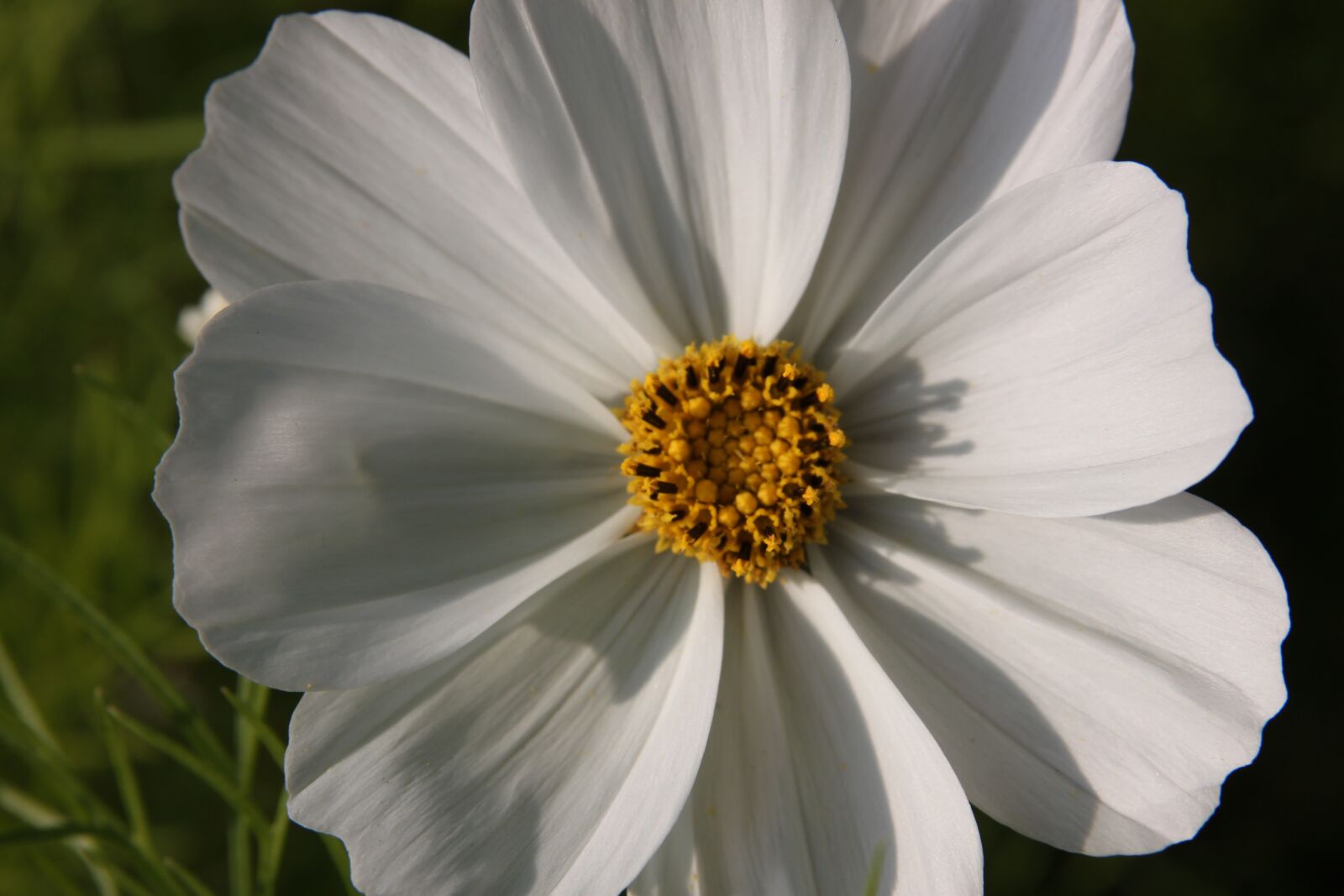 Canon EOS 500D (EOS Rebel T1i / EOS Kiss X3) sample photo. Flower, white, yellow photography