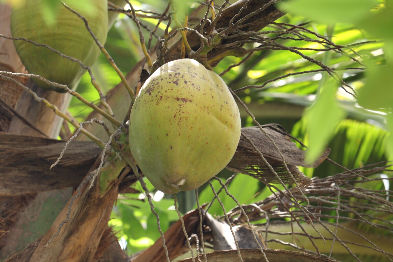 Canon EOS 250D (EOS Rebel SL3 / EOS Kiss X10 / EOS 200D II) sample photo. Coconut, tree leaf, outdoor photography