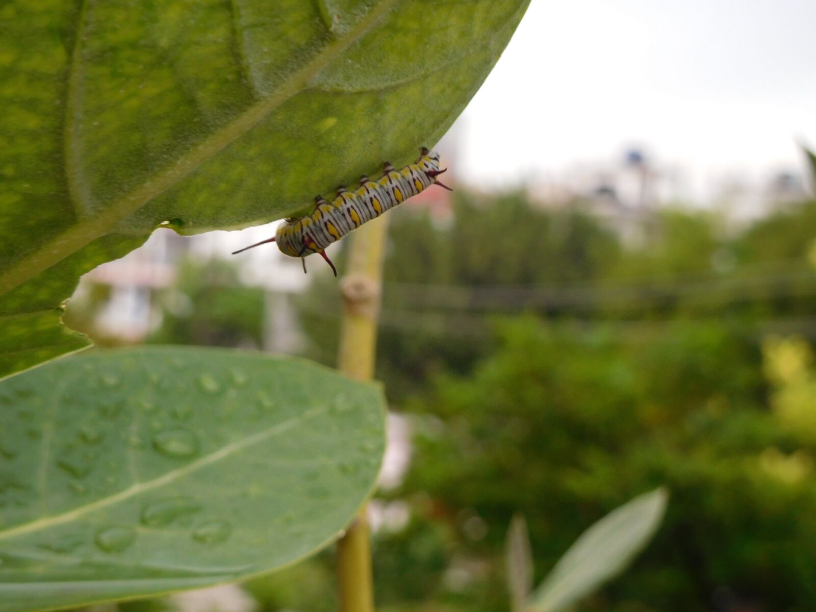 Nikon Coolpix S7000 sample photo. Nature, insect, leaf photography