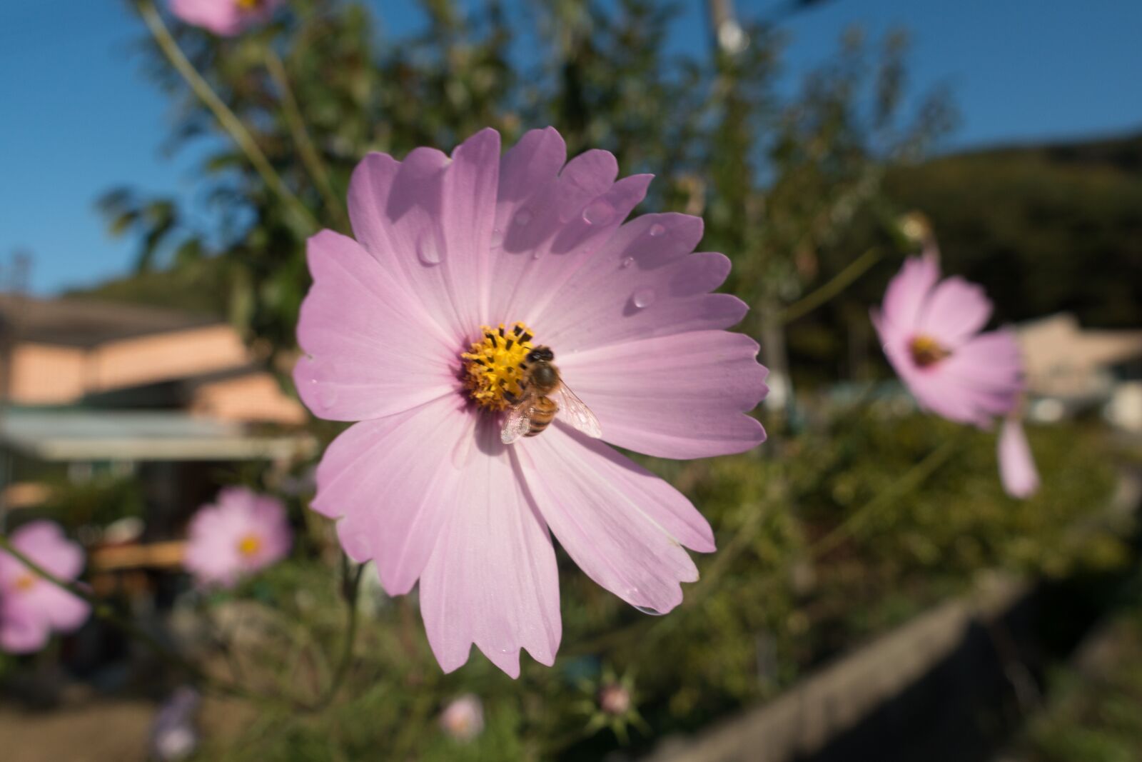 Sony Cyber-shot DSC-RX100 III sample photo. Bee, cosmos, flora photography