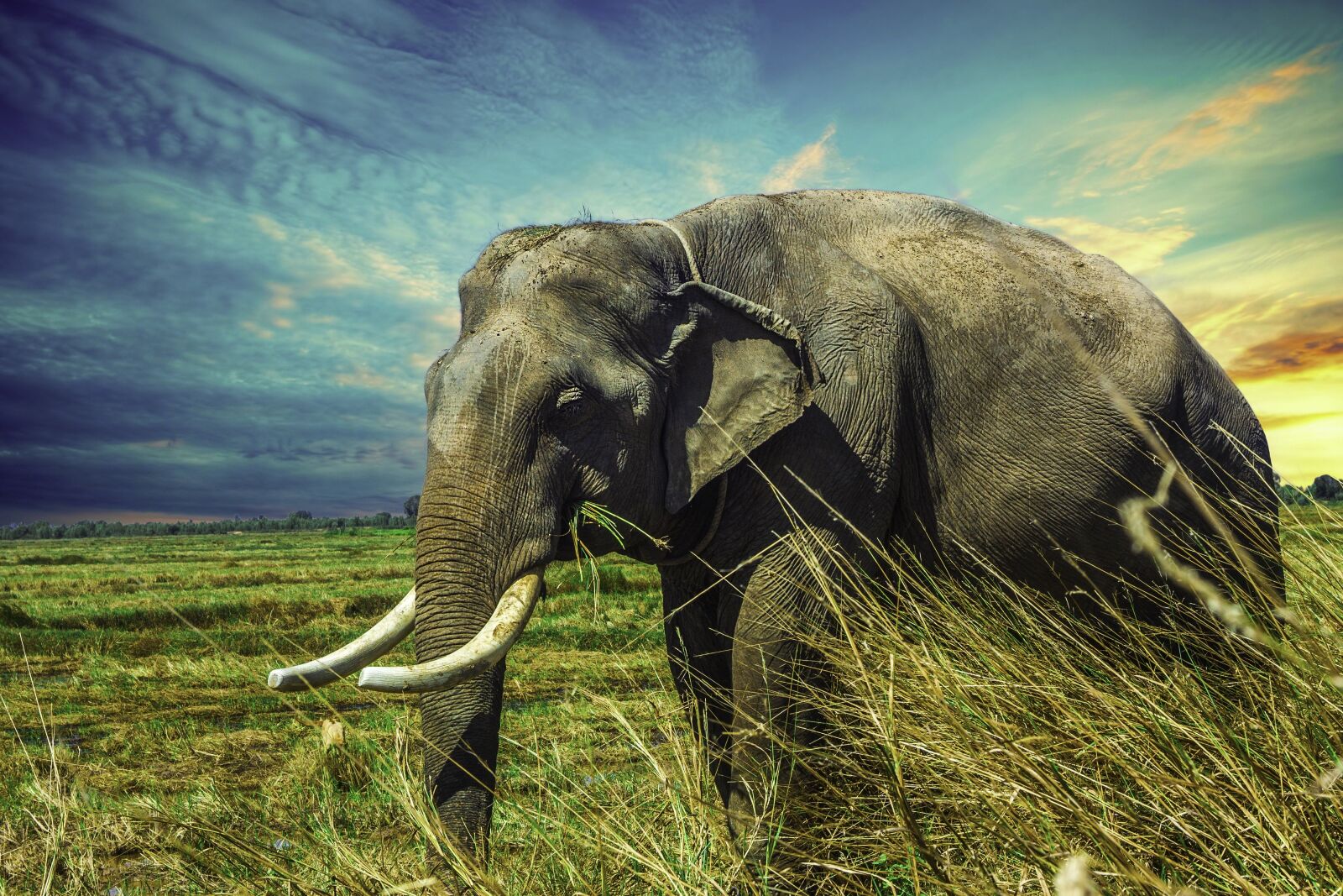 Canon EOS 1100D (EOS Rebel T3 / EOS Kiss X50) sample photo. Elephant, mamma, animal photography