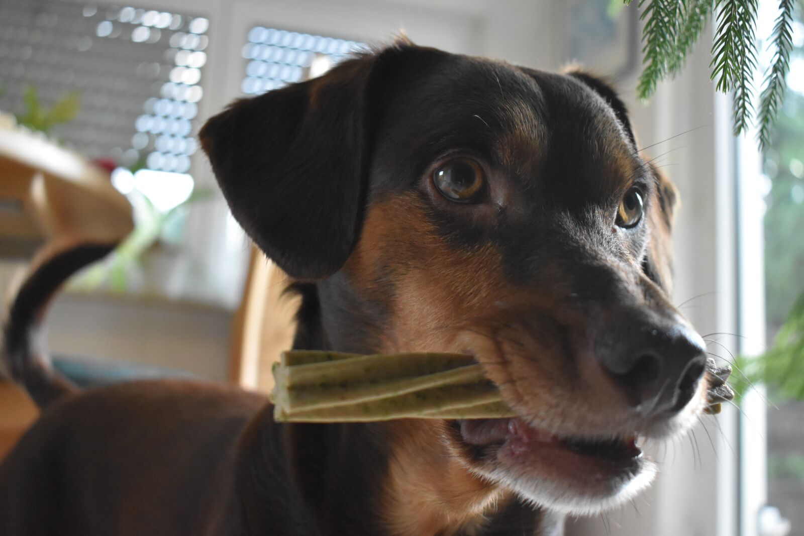 Nikon D3500 sample photo. Dog, nibble, play photography