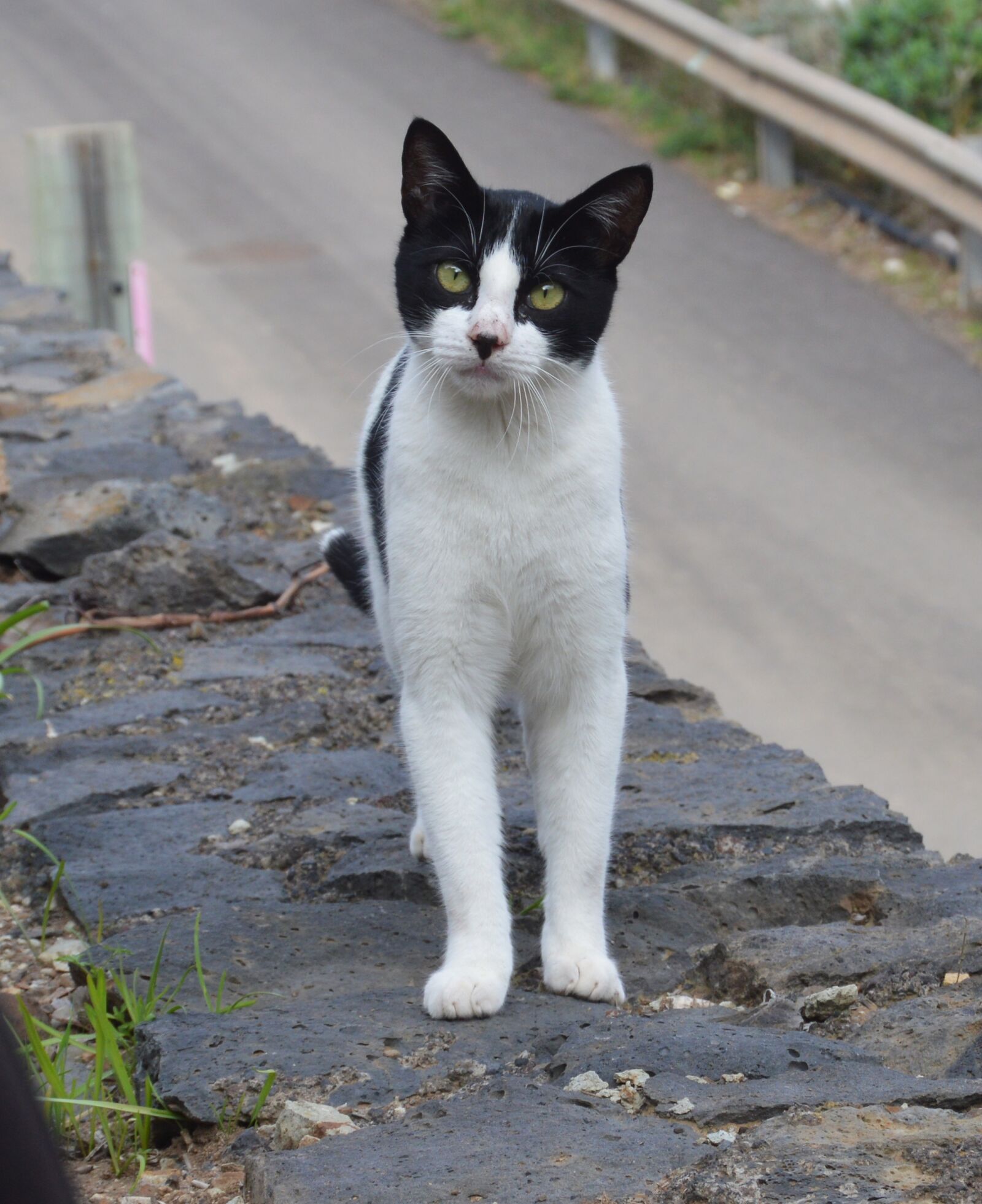 Nikon D3200 sample photo. Cat, pet, outdoors photography
