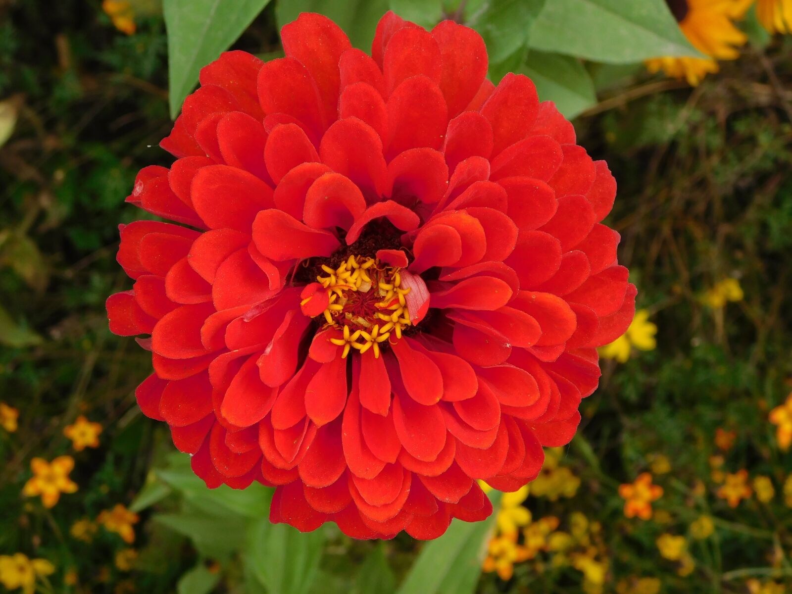 Nikon Coolpix L840 sample photo. Red flower, flower dust photography