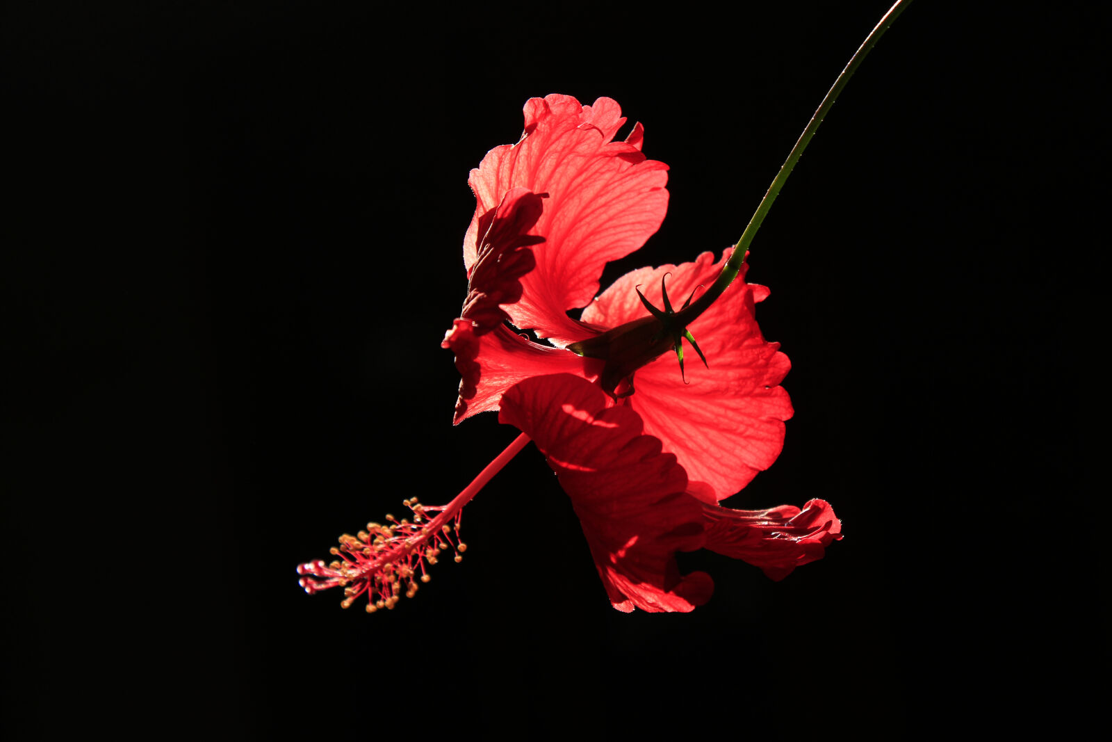 Canon EOS 700D (EOS Rebel T5i / EOS Kiss X7i) sample photo. Red, hibiscus photography