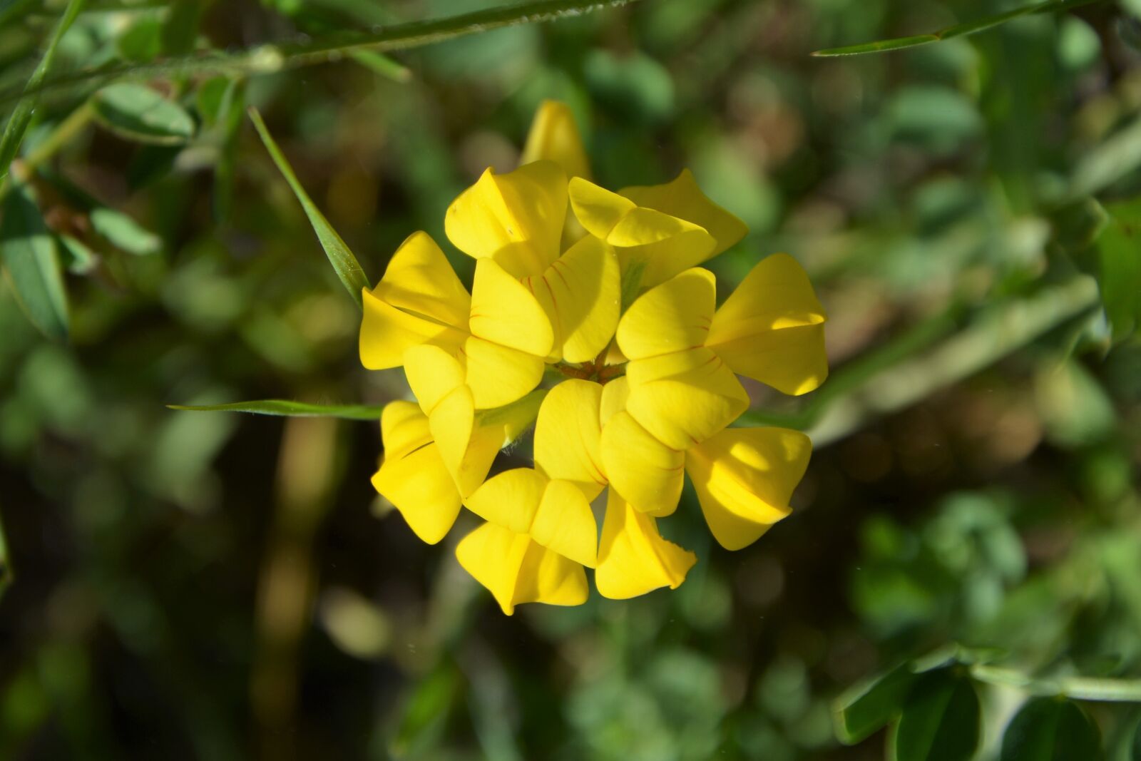 Nikon D7100 sample photo. Flower, nature, summer photography