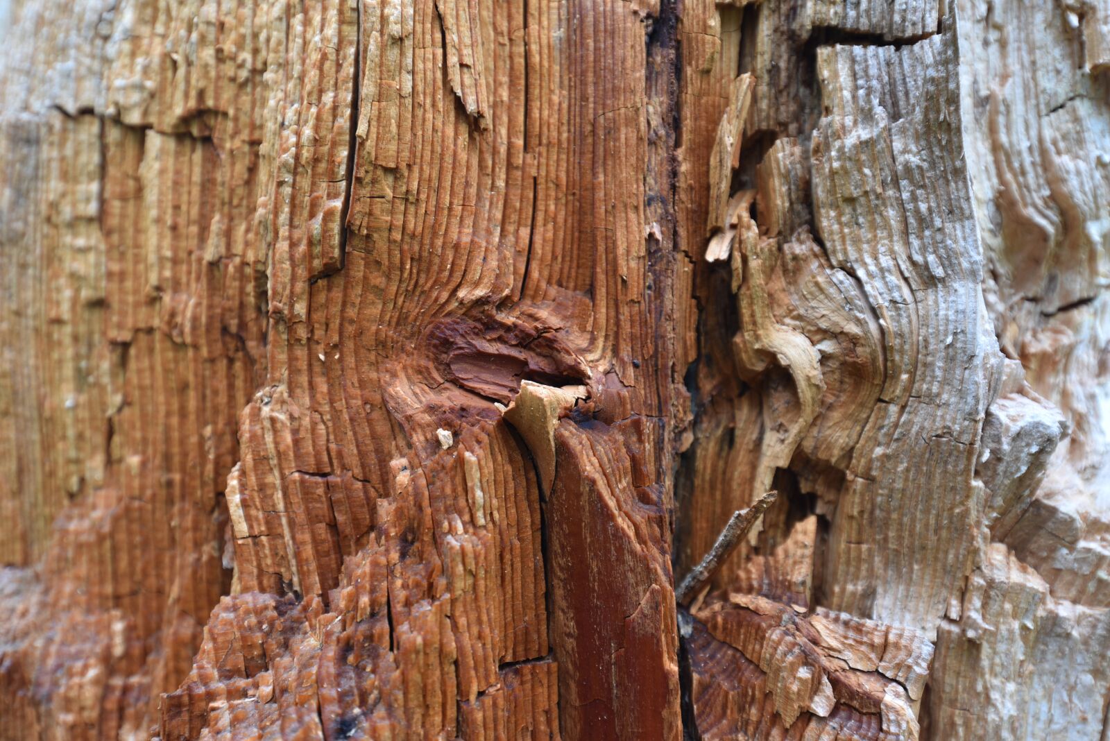 Nikon D750 sample photo. Wood, tree, structure photography