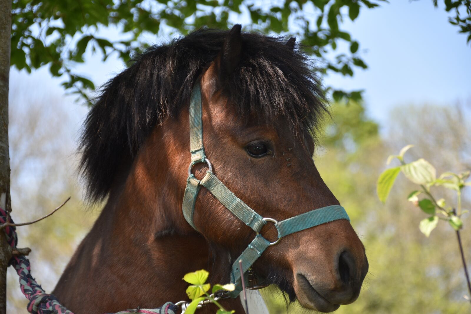 Nikon D5600 sample photo. Pony, shetland pony, mane photography