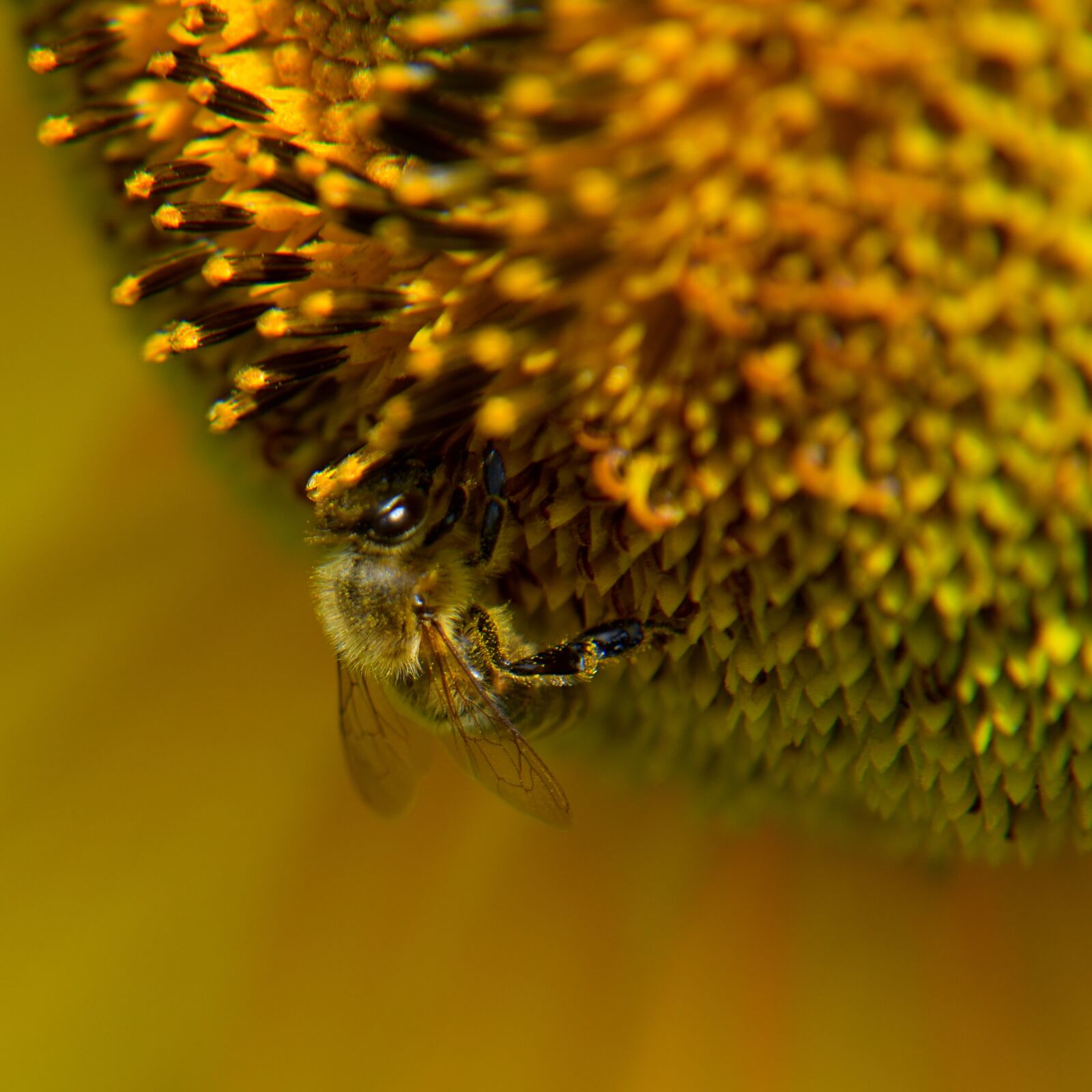 Nikon D5500 sample photo. Bee, sunflower, plant photography