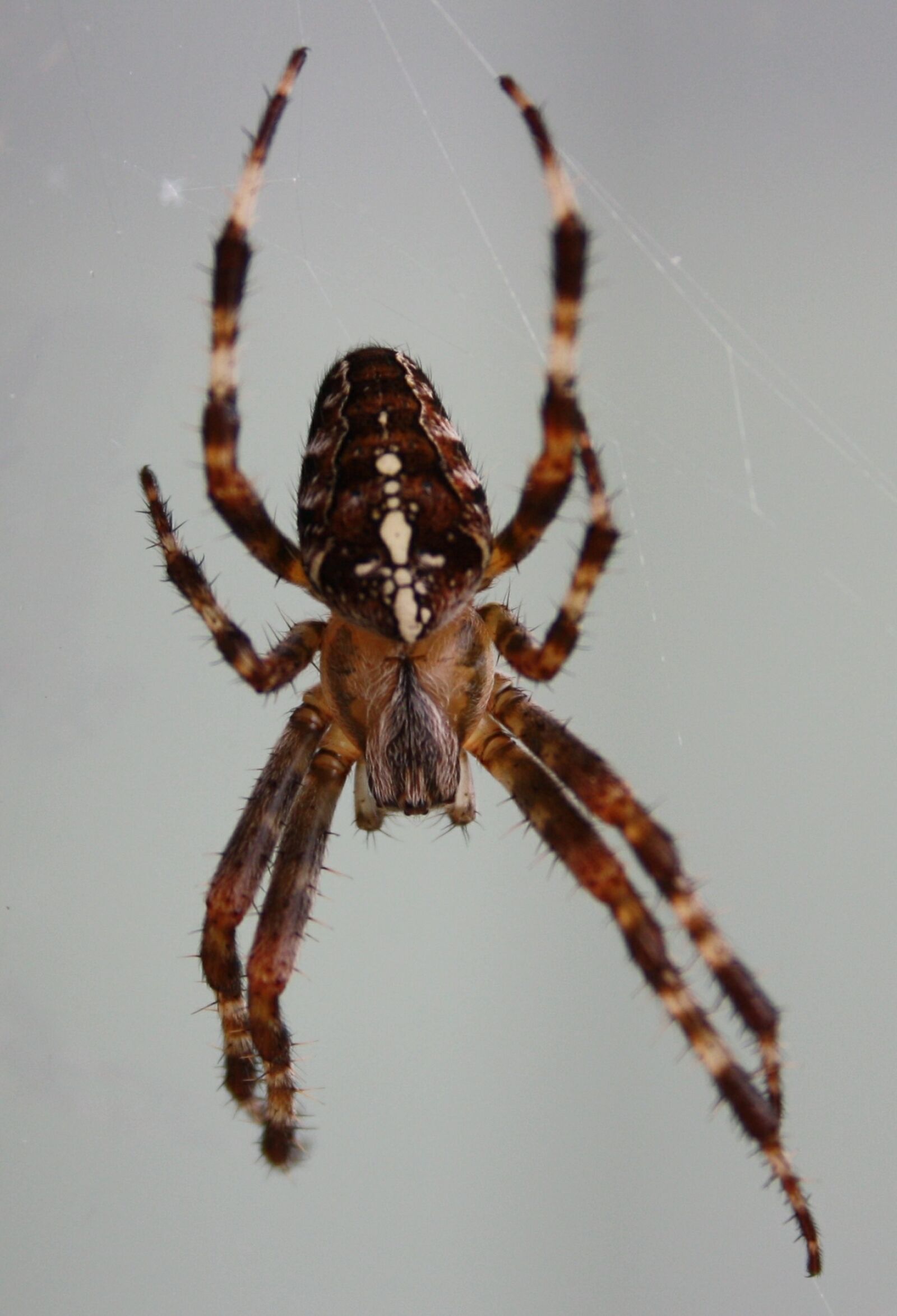 Canon EOS 450D (EOS Rebel XSi / EOS Kiss X2) sample photo. Spider, creepy, great photography