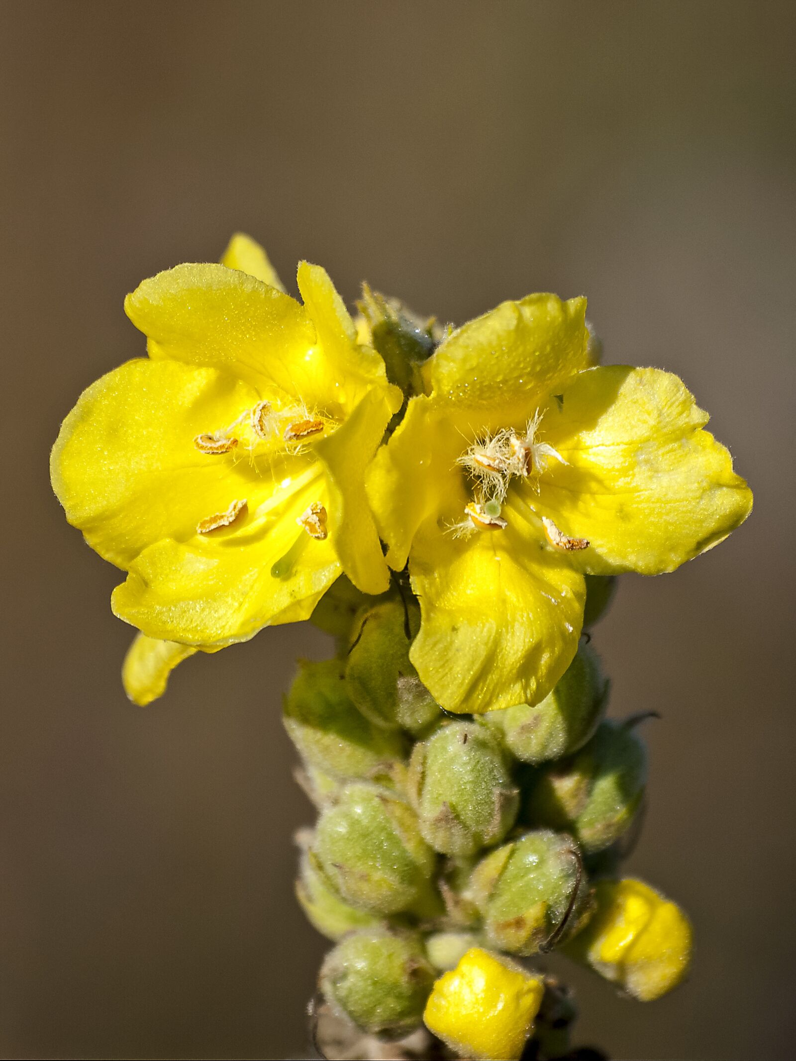 Olympus E-3 sample photo. Mullein, flower, blossom photography