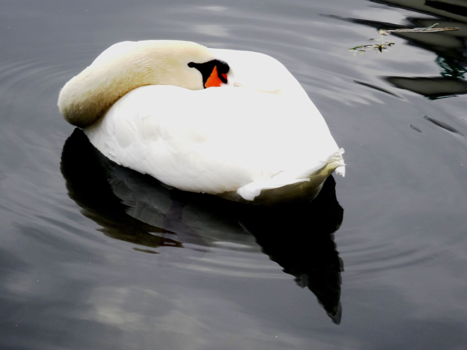 Sony Cyber-shot DSC-HX50V sample photo. Swan, pond, water photography