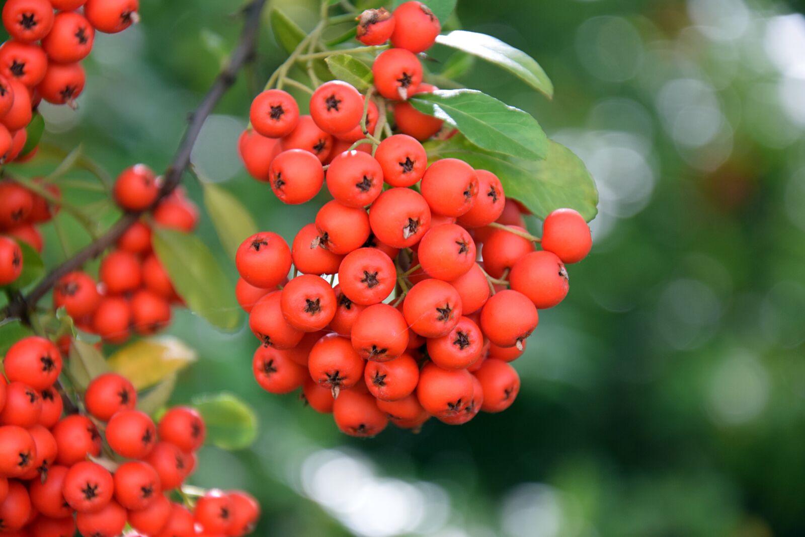 Nikon D3300 sample photo. Berries, plant, red photography