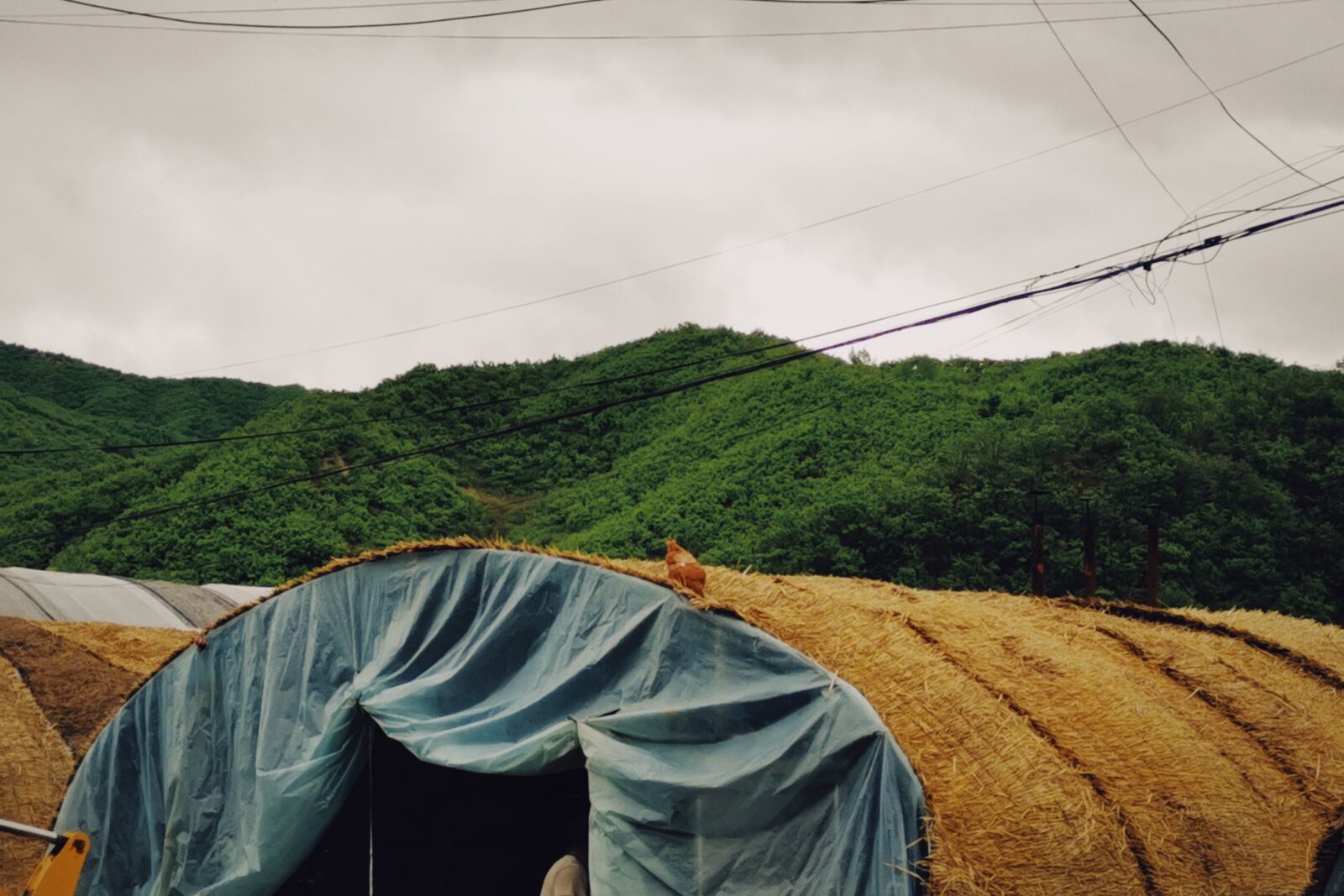 HUAWEI Mate 20 Pro sample photo. Country, straw, hen photography