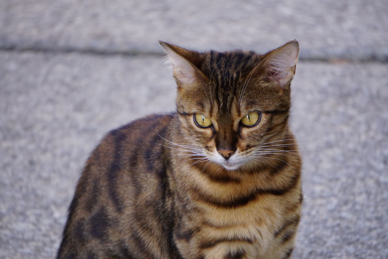 Sony E 55-210mm F4.5-6.3 OSS sample photo. Cat, animal, pet photography