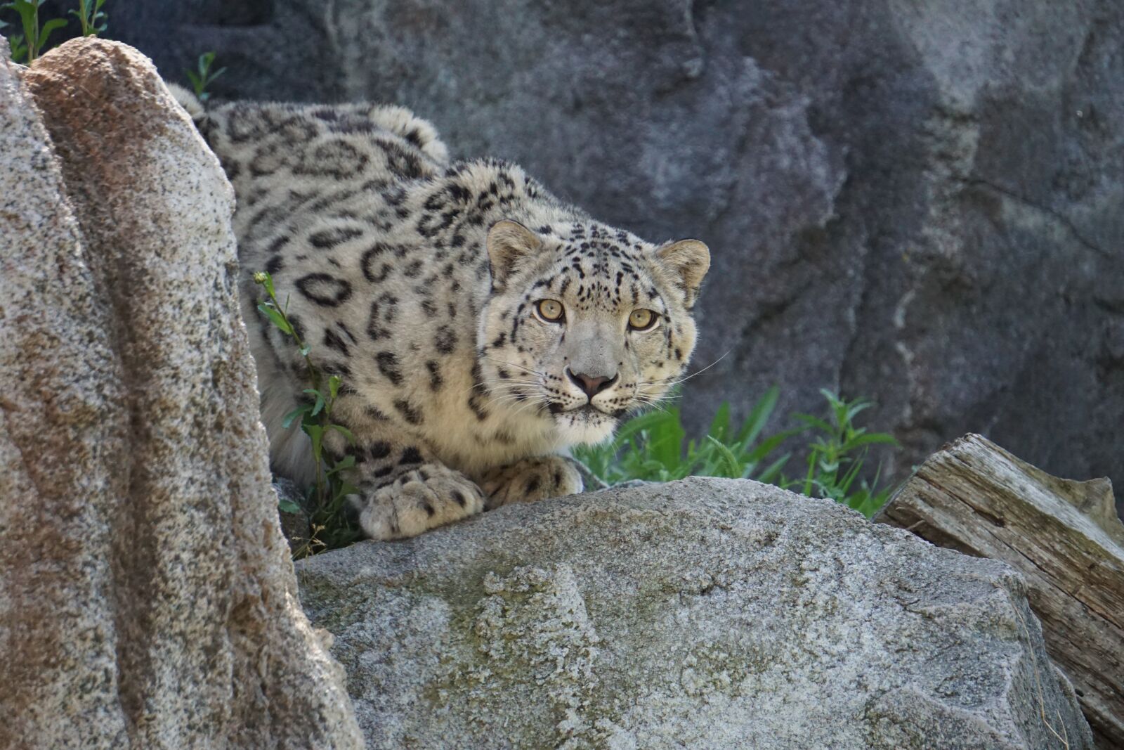Sony a6000 sample photo. Snow leopard, zoo, nature photography