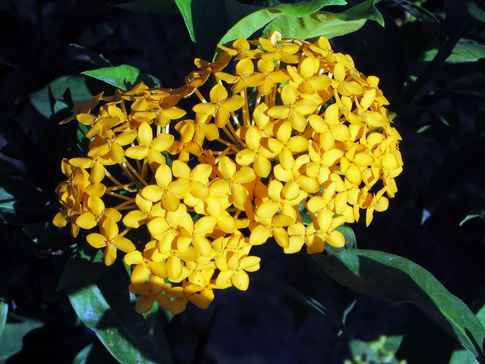 Canon PowerShot SX270 HS sample photo. Flower, ixora, yellow photography