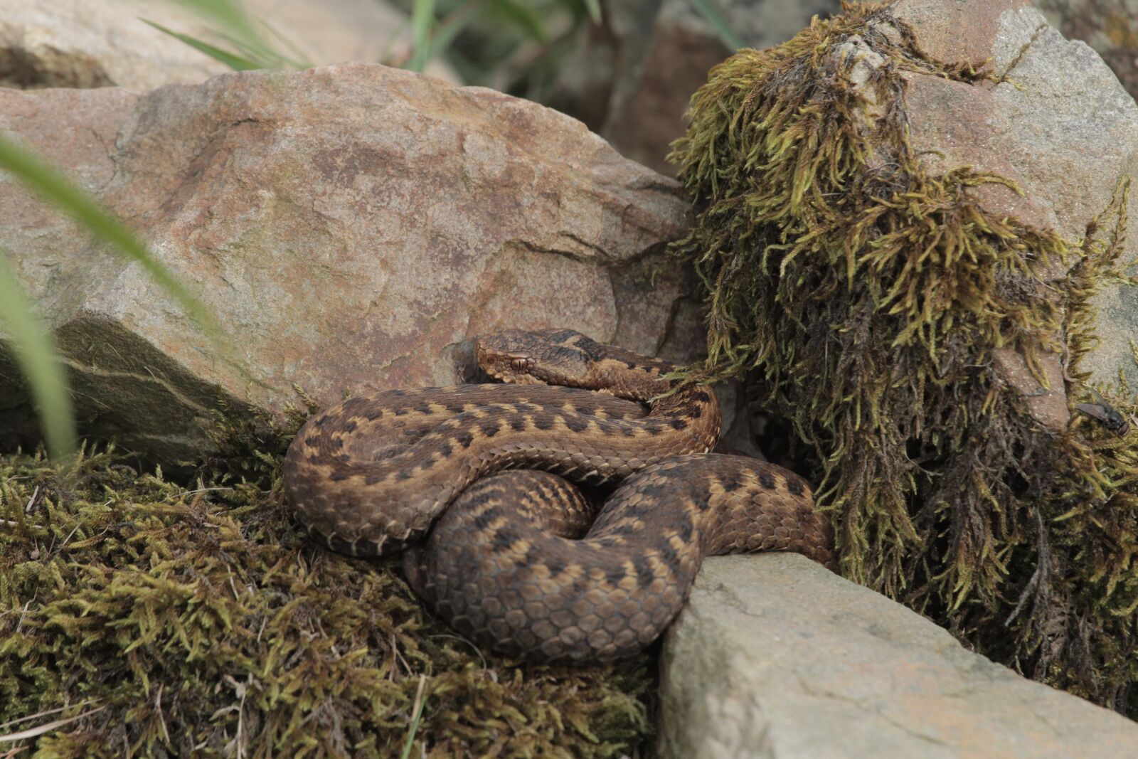 Canon EOS 7D sample photo. Snake, nature, reptile photography