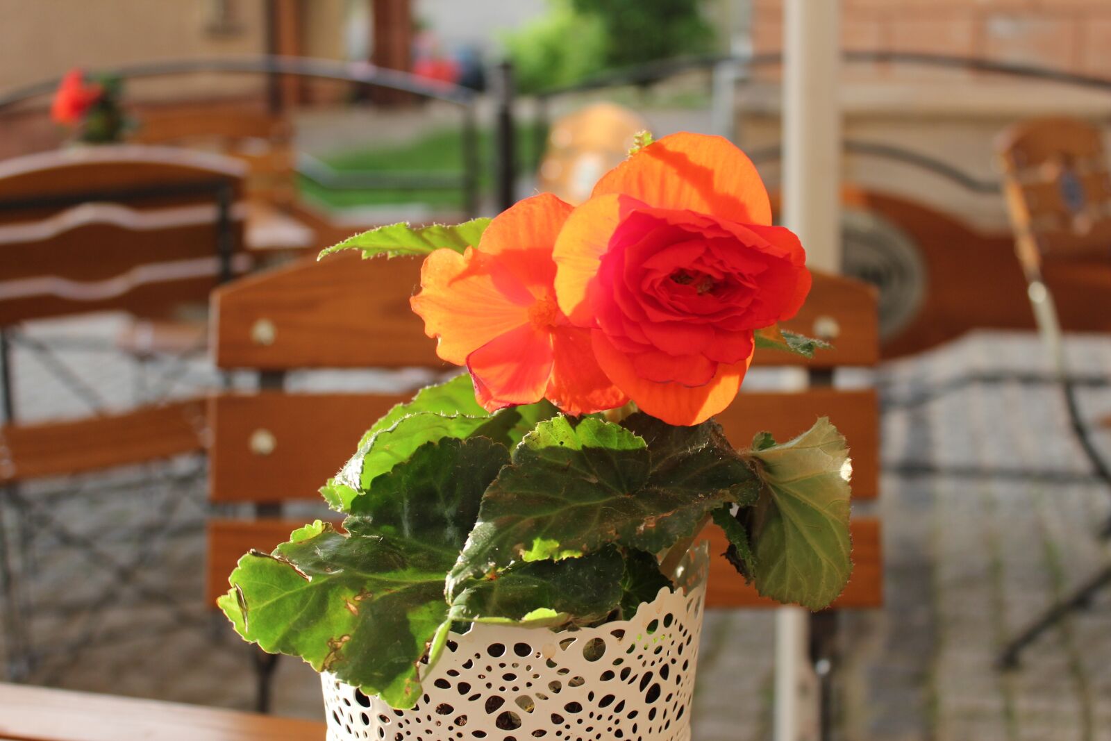 Canon EOS 600D (Rebel EOS T3i / EOS Kiss X5) sample photo. Flower, nature, plant photography