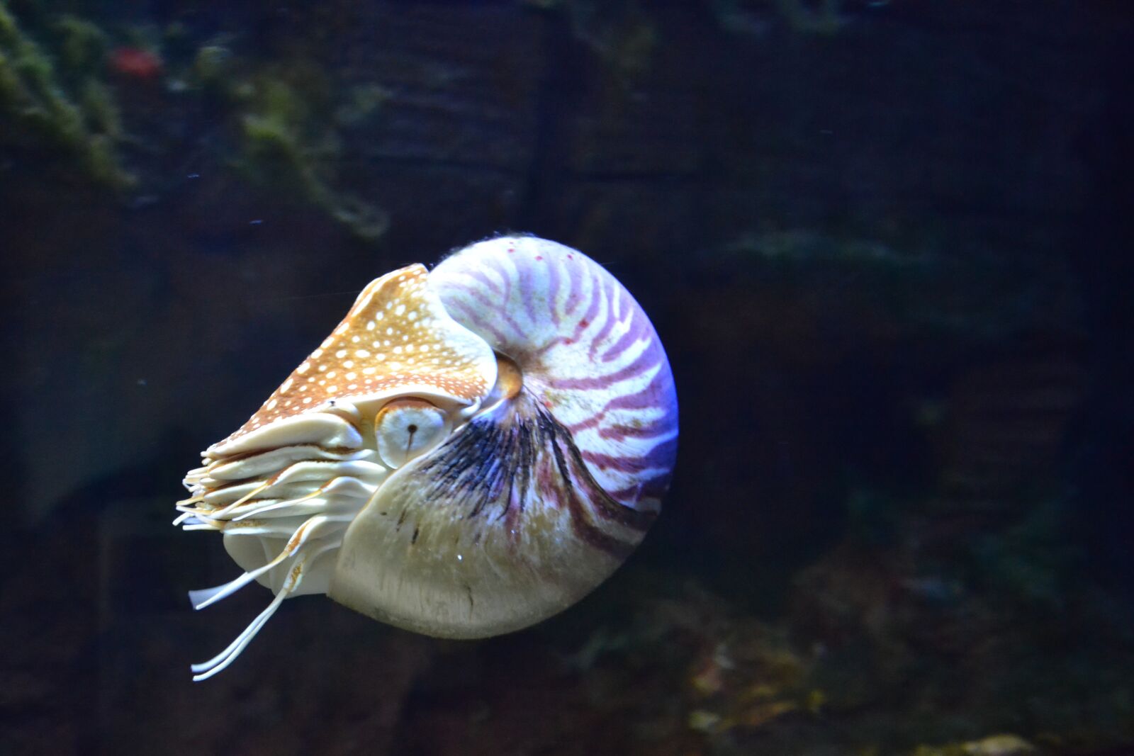 Nikon D3100 sample photo. Nautilus, aquarium, fish photography