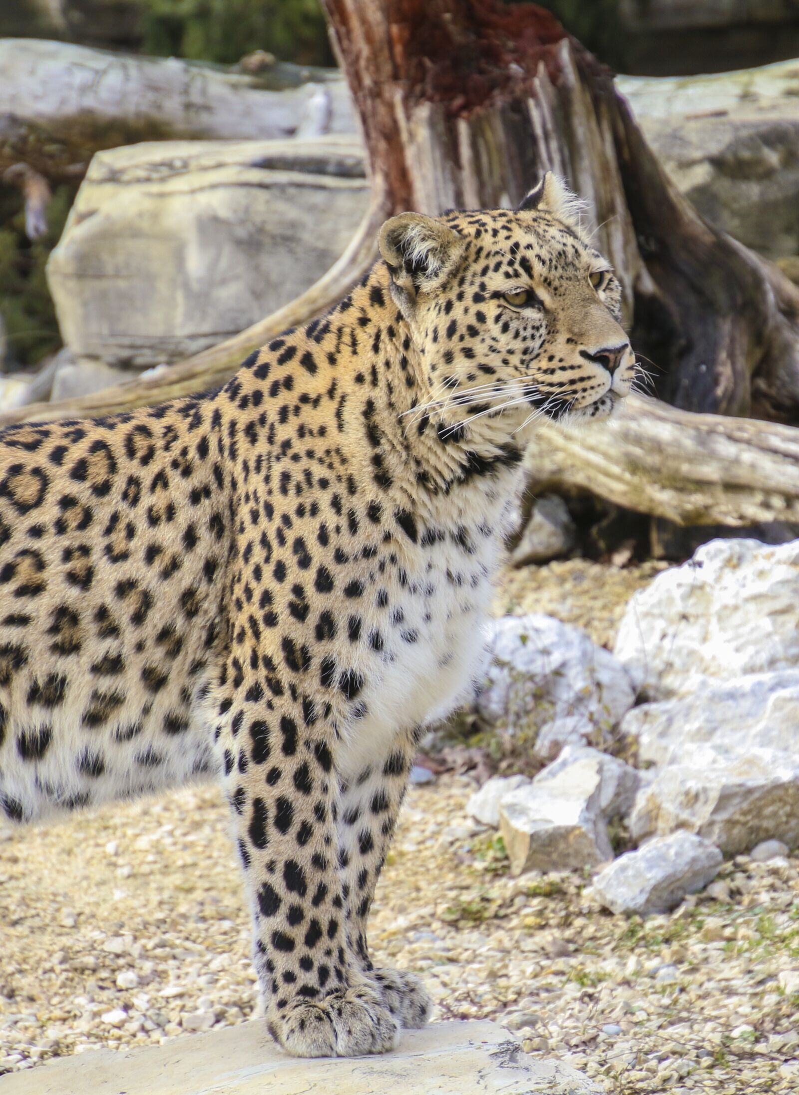 Canon EOS 70D sample photo. Persian leopard, leopard, portrait photography