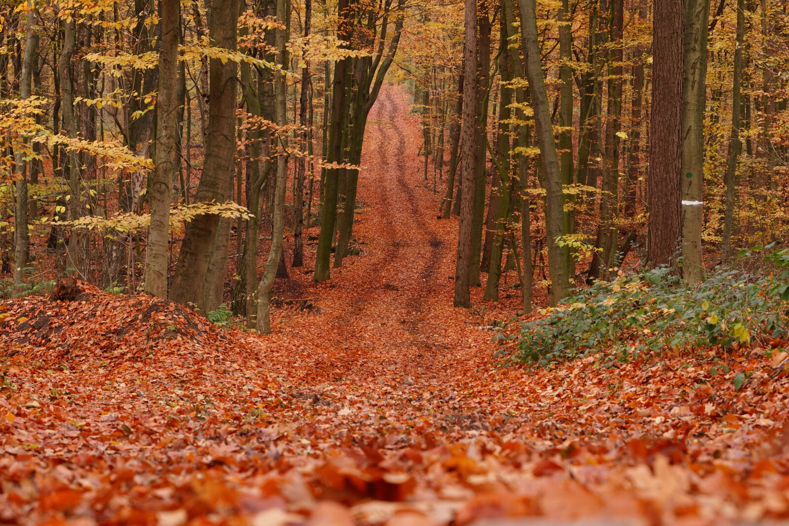 Tamron 28-75mm F2.8 Di III RXD sample photo. Forest, autumn, leaves photography