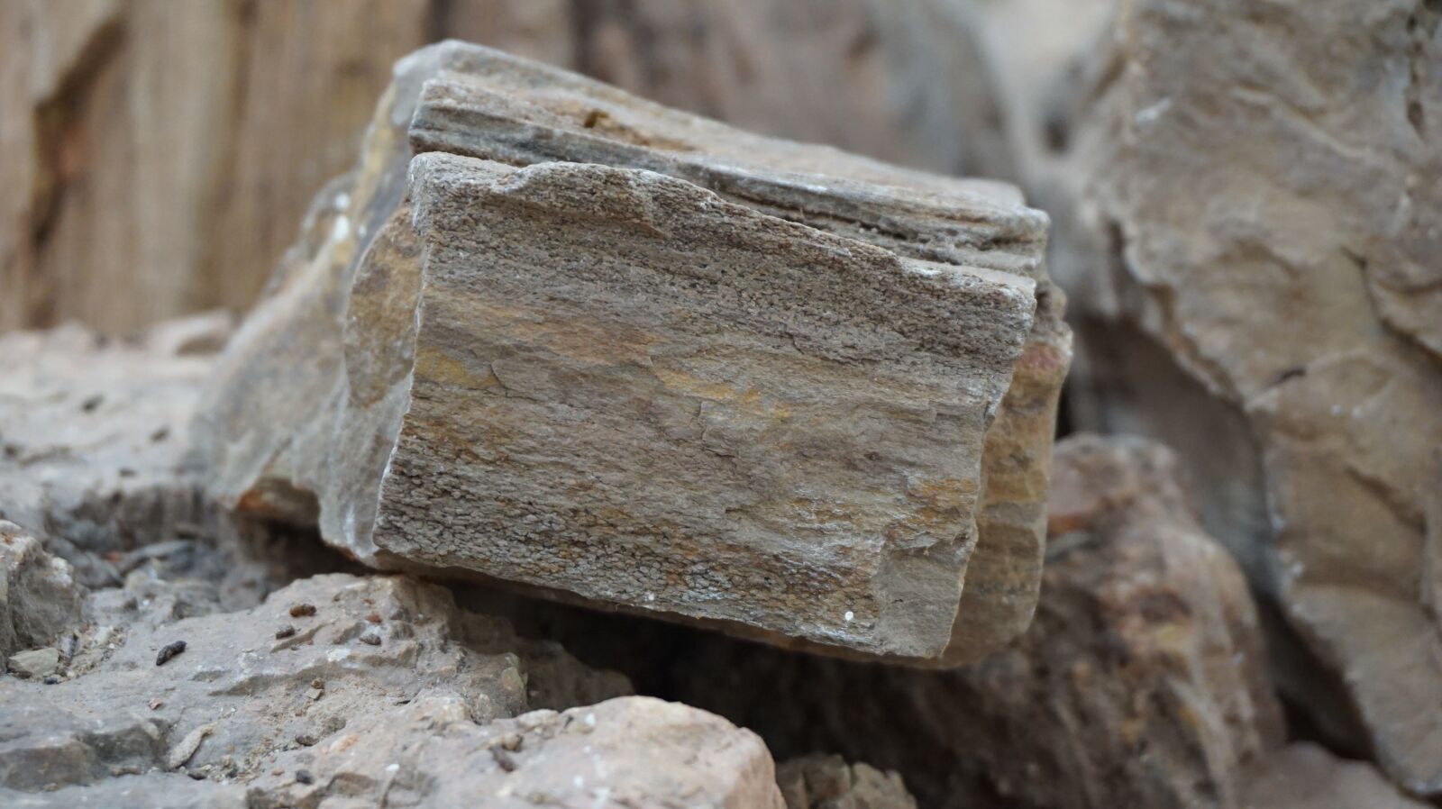 Sony a6000 sample photo. Petrified wood, rock, ancient photography