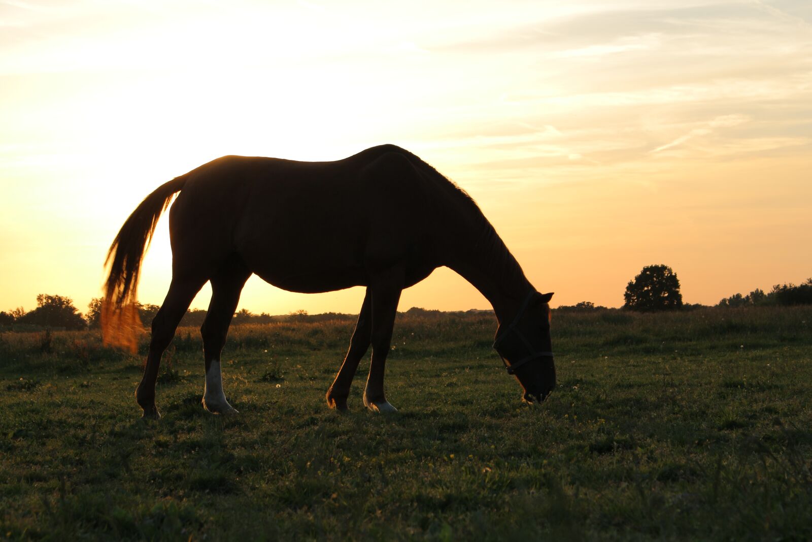Canon EOS 700D (EOS Rebel T5i / EOS Kiss X7i) sample photo. Horse, vista, france photography