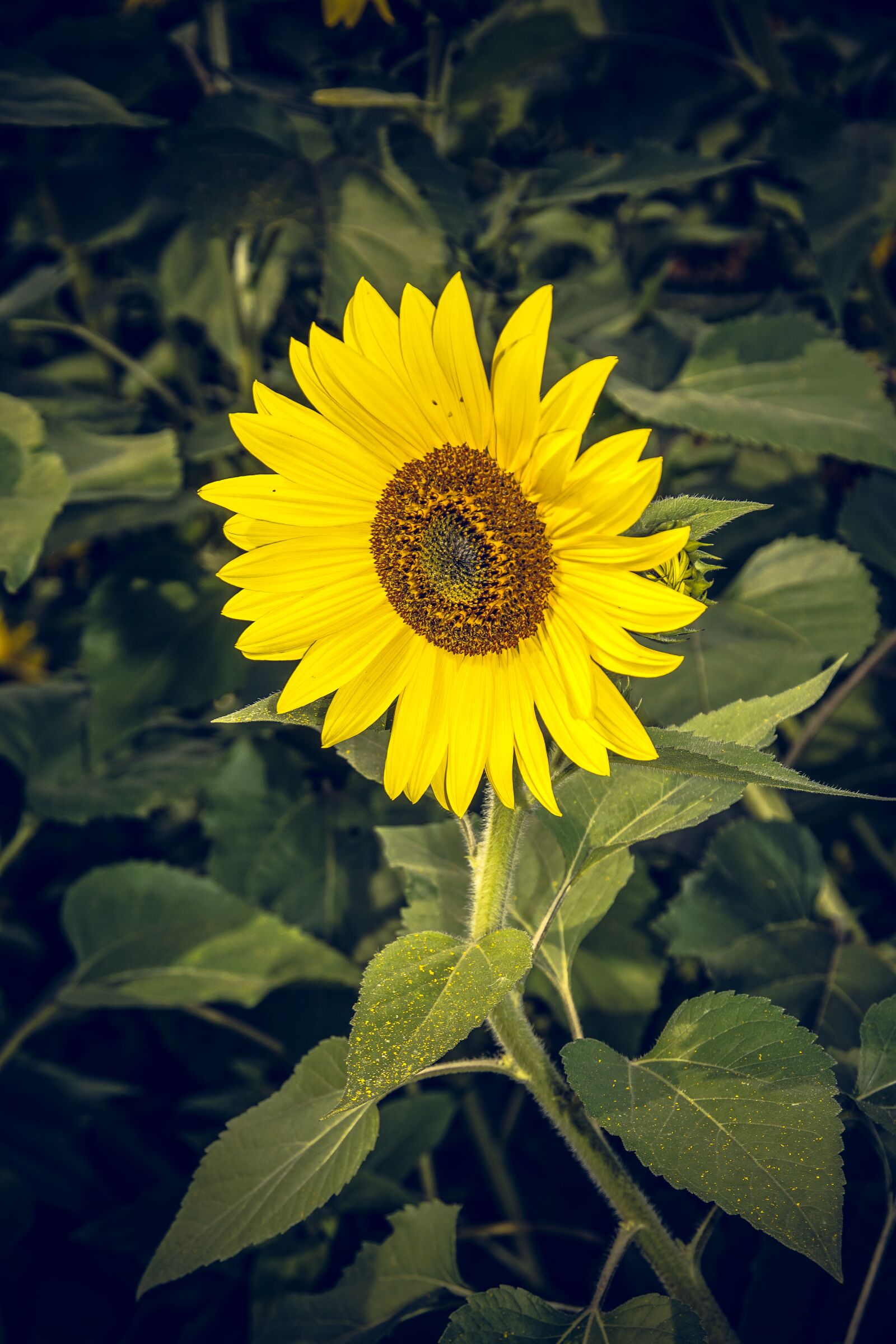 Sony ILCA-77M2 sample photo. Sunflower, blossom, bloom photography