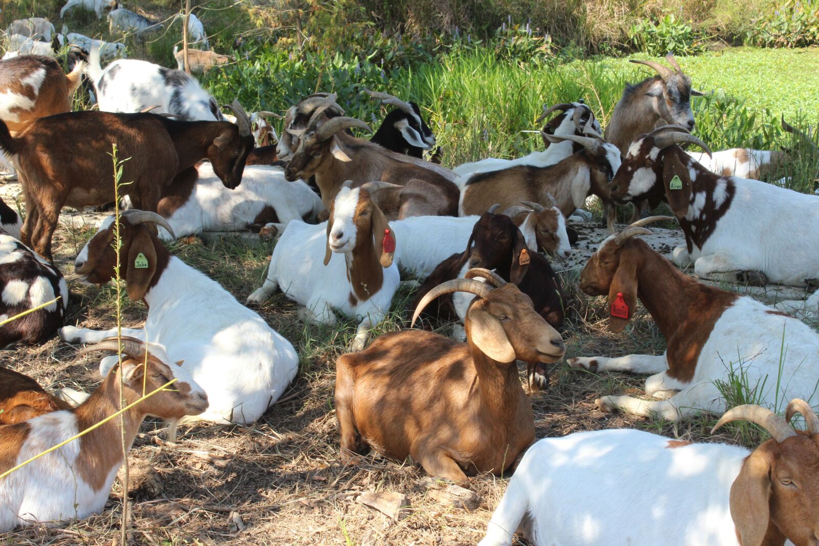 Canon EOS 1200D (EOS Rebel T5 / EOS Kiss X70 / EOS Hi) sample photo. Goats, herd, farm animal photography
