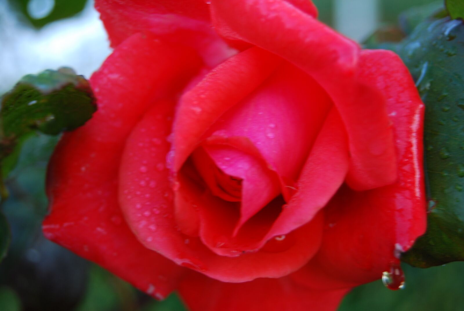 Nikon D60 sample photo. Rose, love, flowers photography
