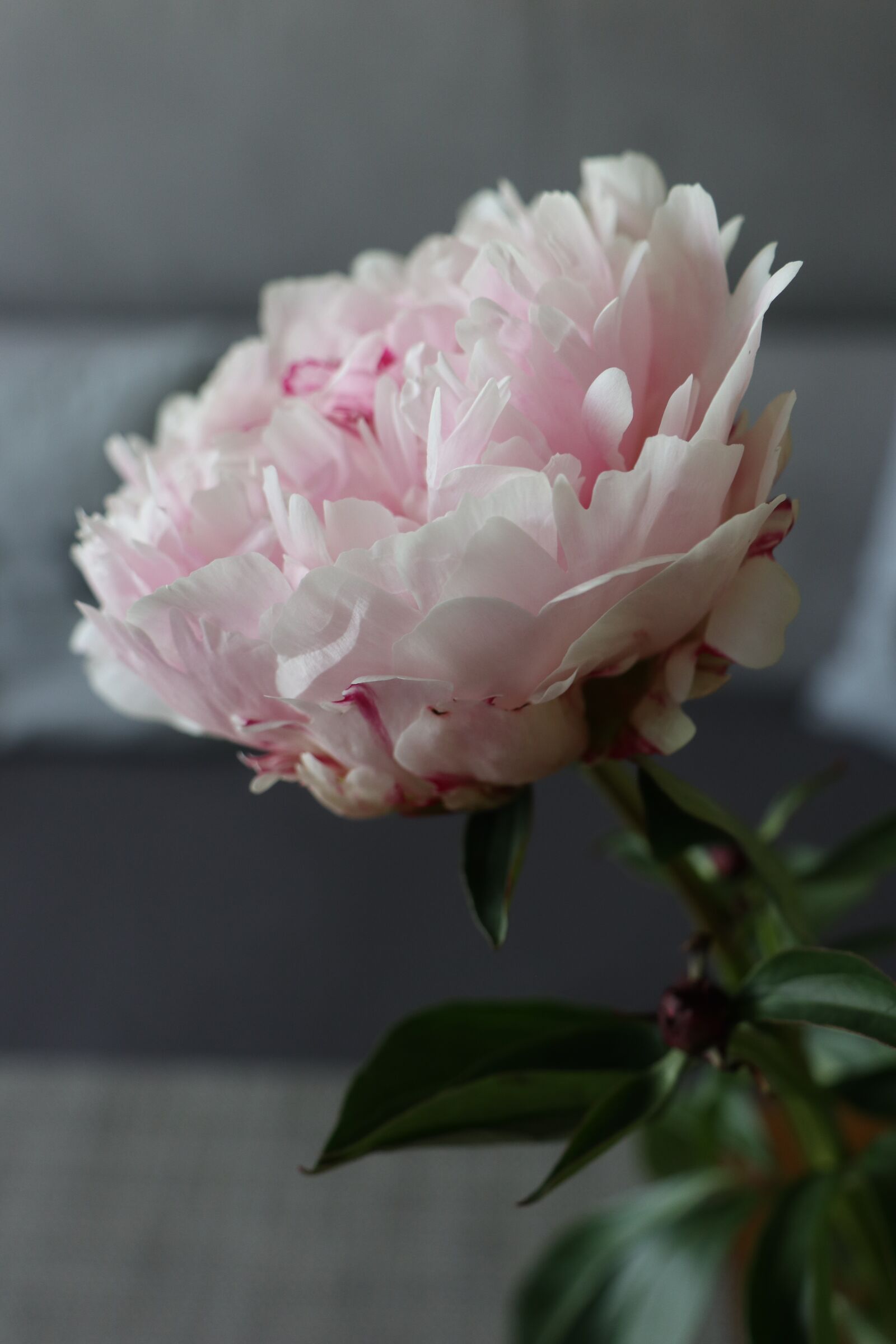 Canon EOS M6 sample photo. Flower, peony, boost photography