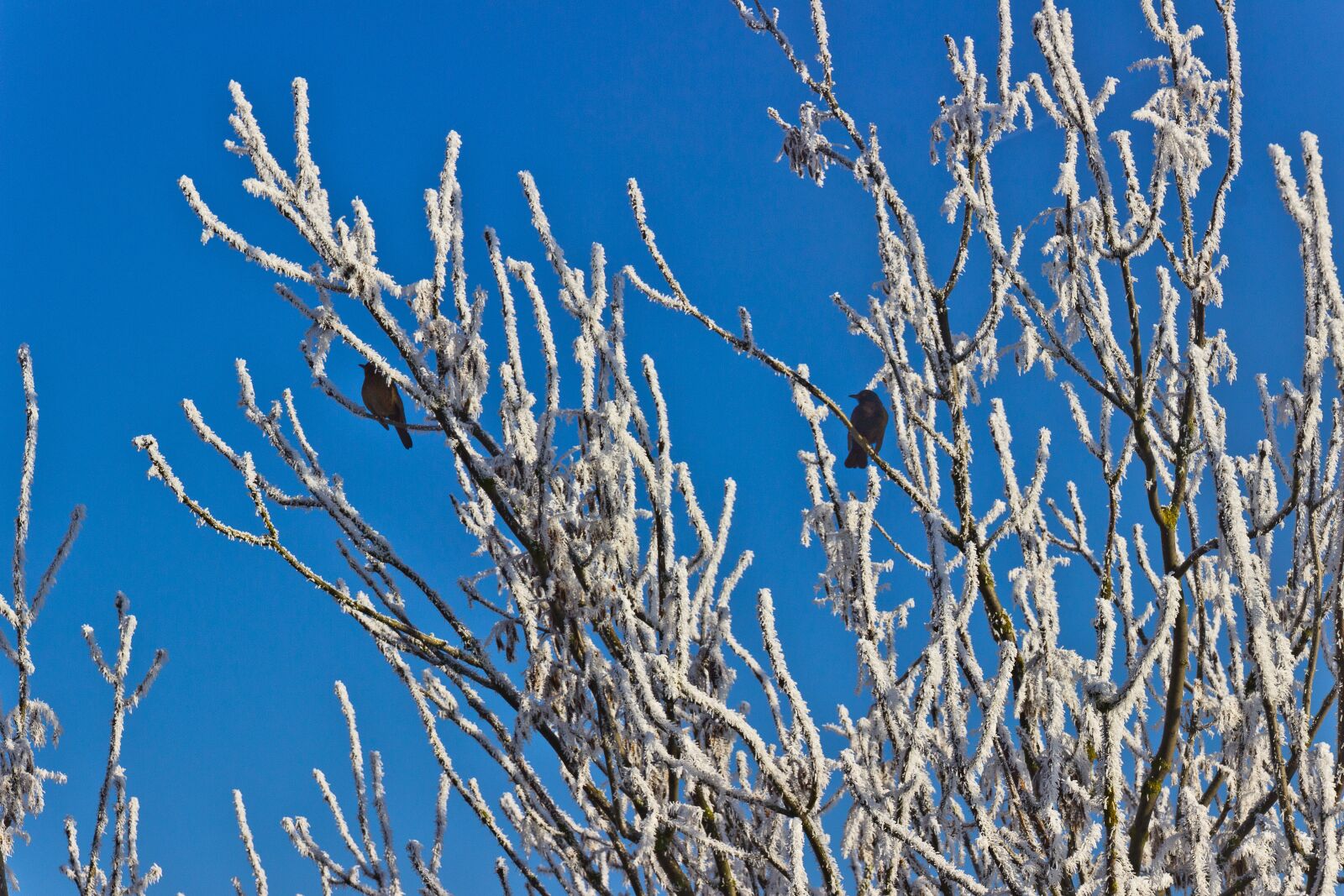 Canon EOS 600D (Rebel EOS T3i / EOS Kiss X5) sample photo. Winter, cold, hoarfrost photography