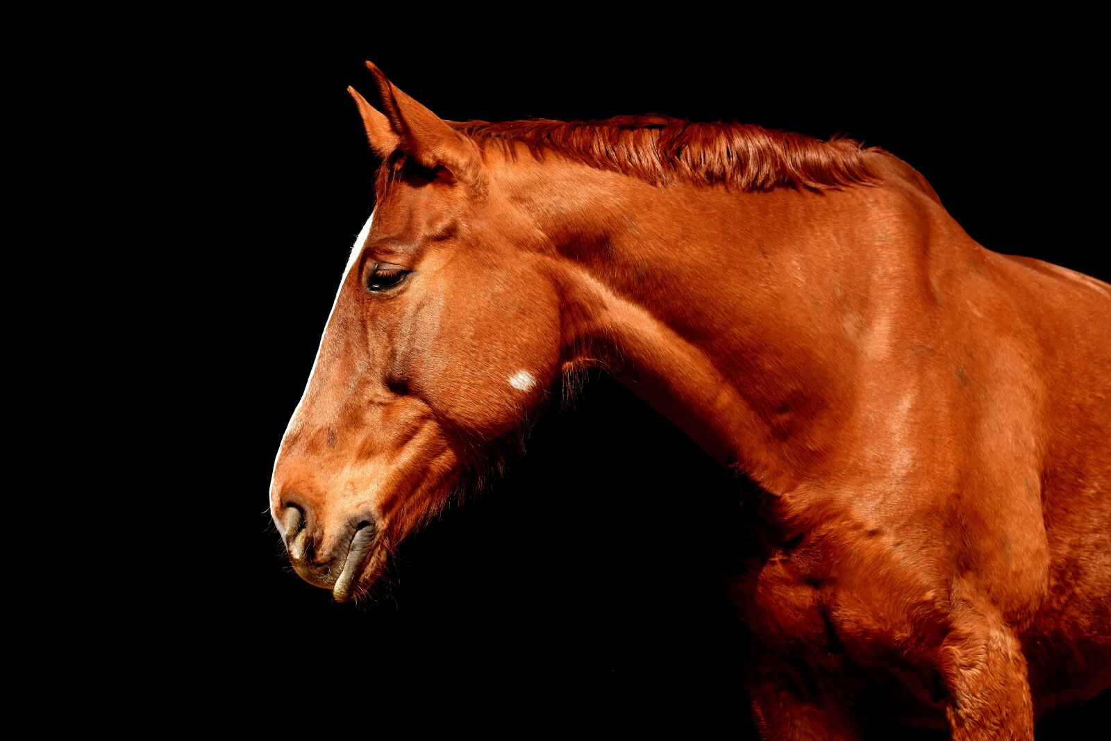 Nikon D7200 sample photo. Horse, brown, portrait photography