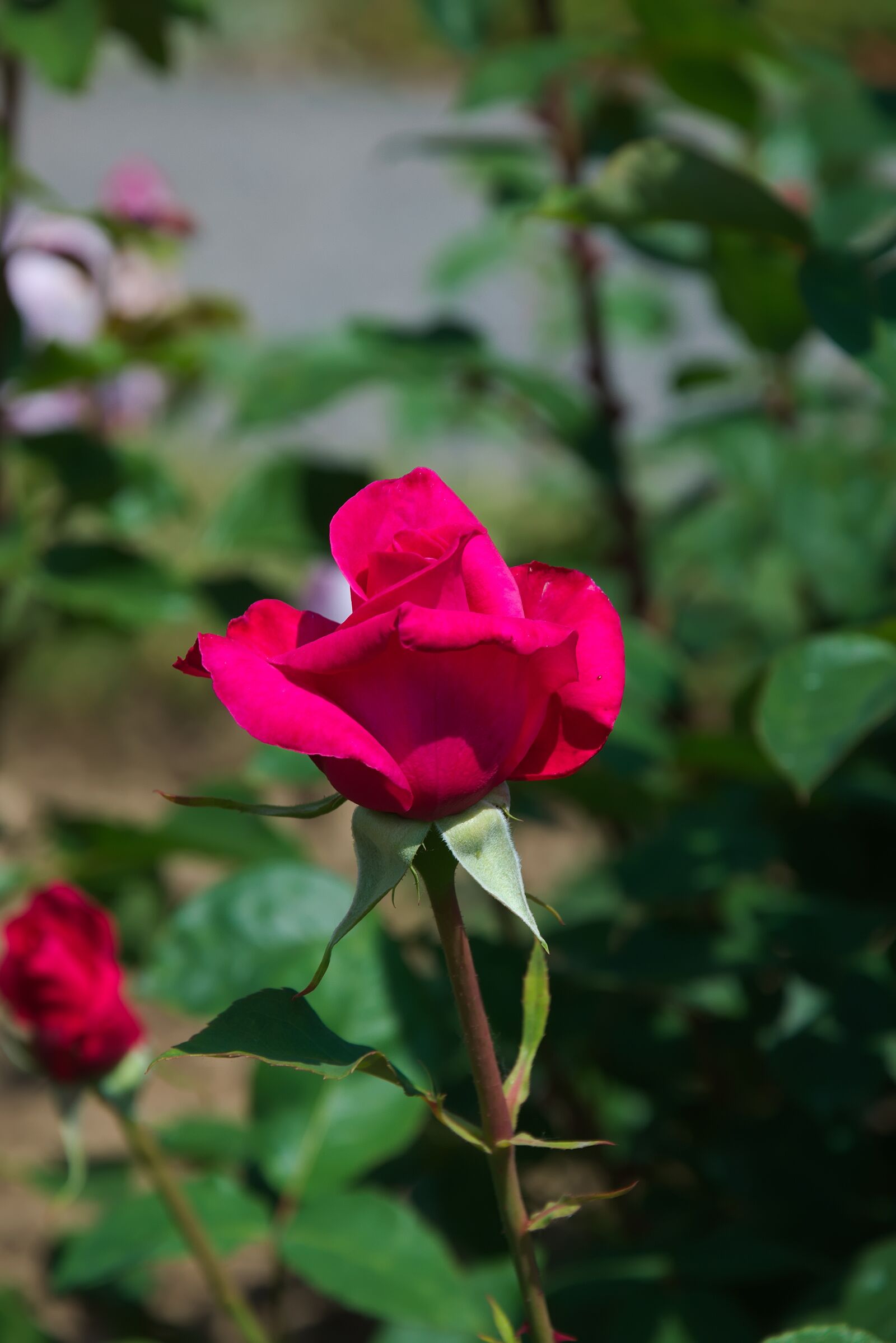 Nikon D3300 sample photo. Rose, red, blossom photography