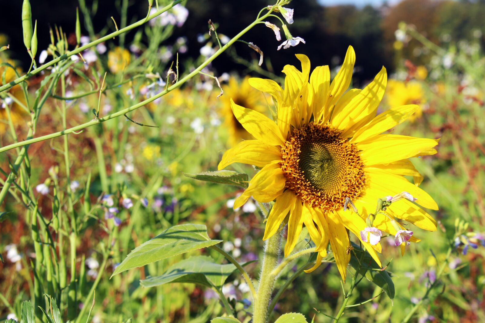 Canon EOS 700D (EOS Rebel T5i / EOS Kiss X7i) sample photo. Sunflower, sunflower field, yellow photography