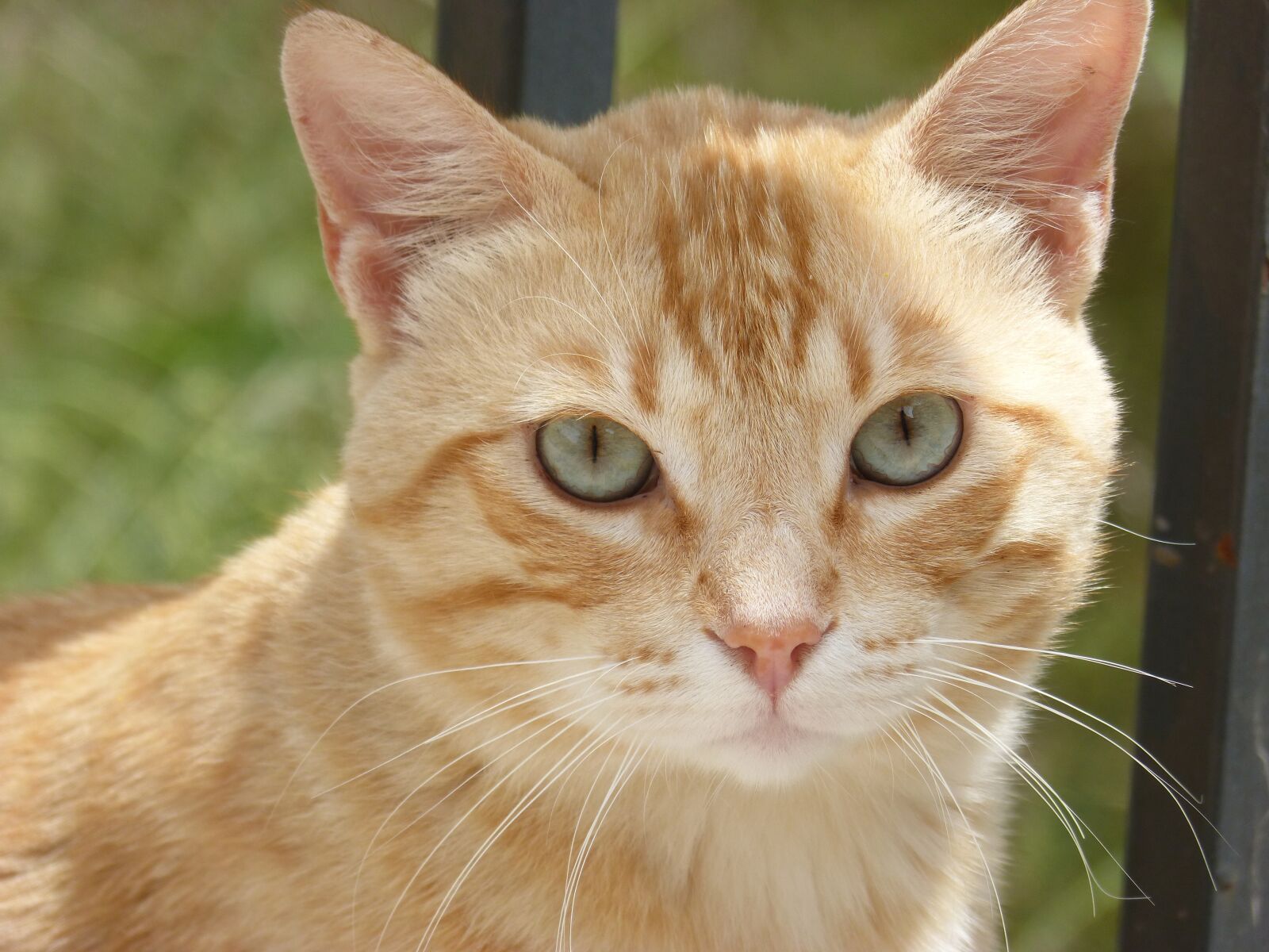 Panasonic DMC-FZ62 sample photo. Cat, housecat, cat blonde photography